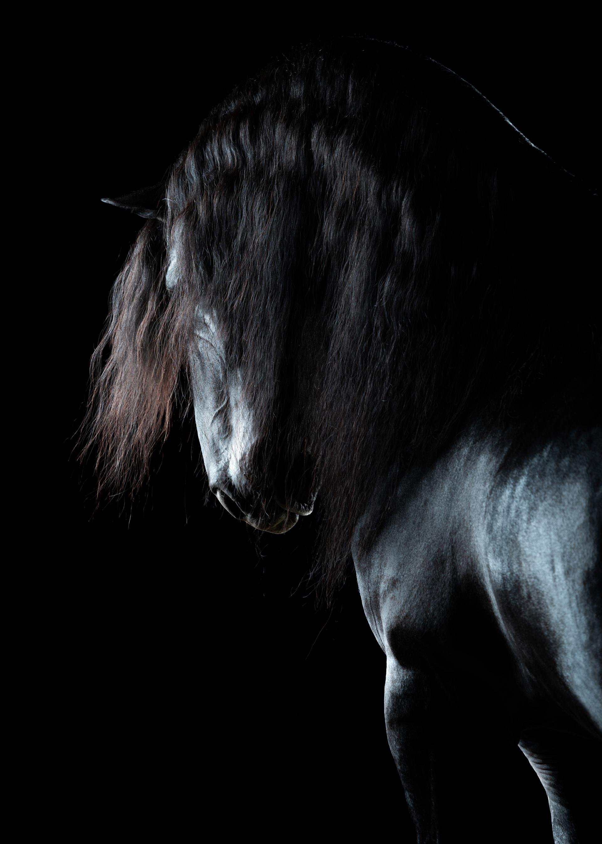 Global Photography Awards Winner - Magician Horses