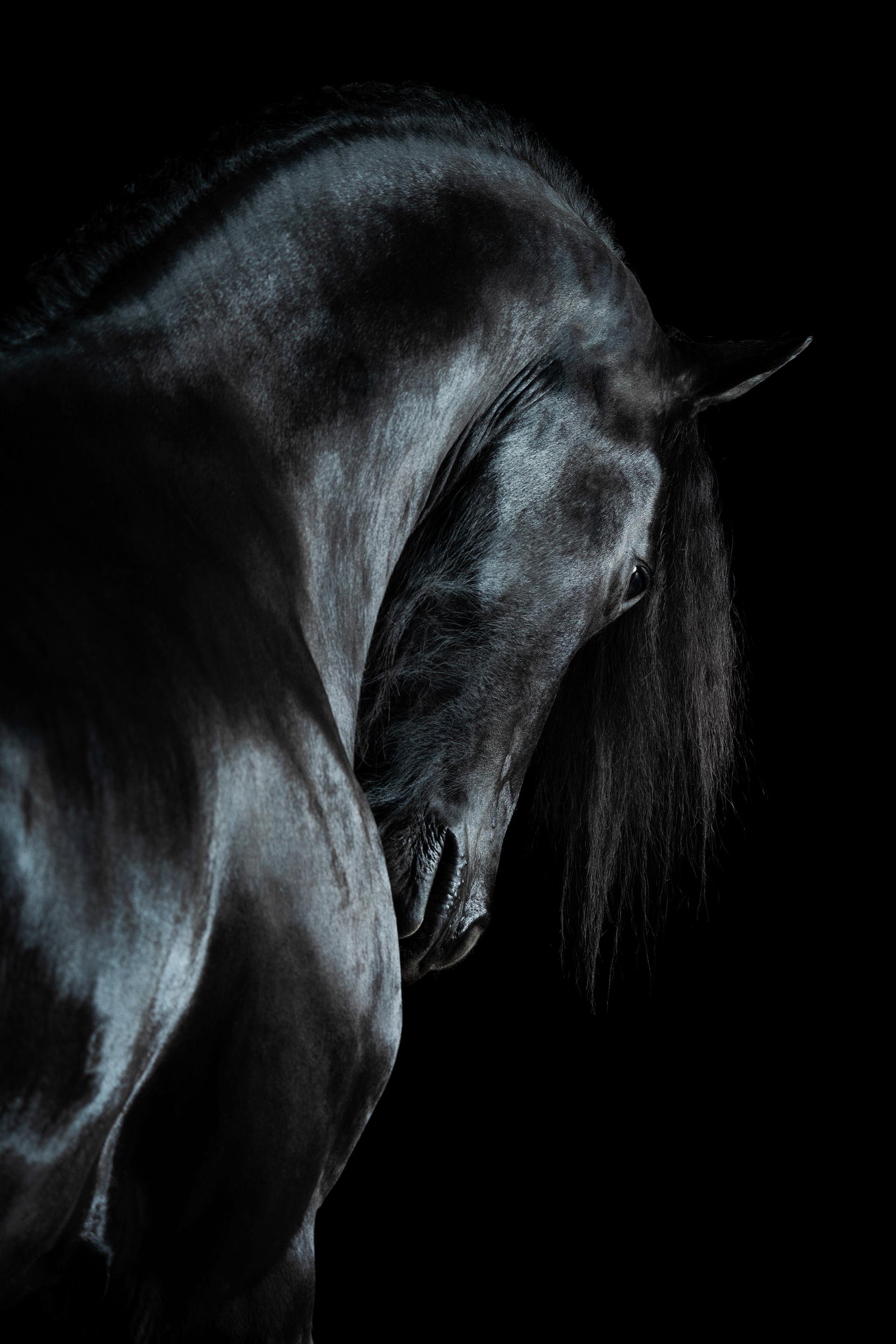 Global Photography Awards Winner - Magician Horses