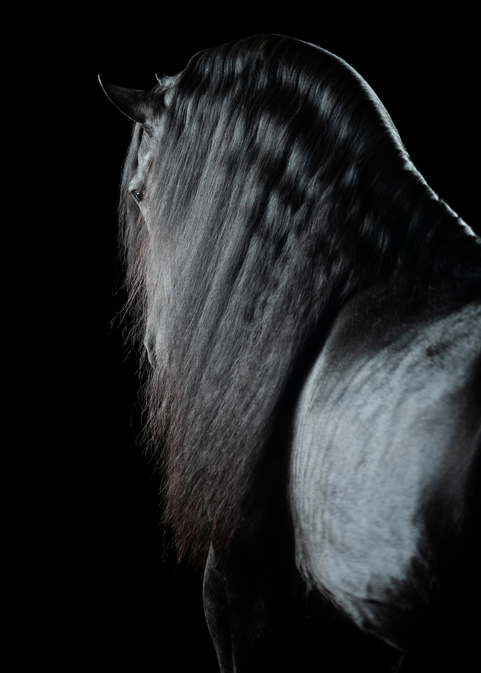 Global Photography Awards Winner - Magician Horses