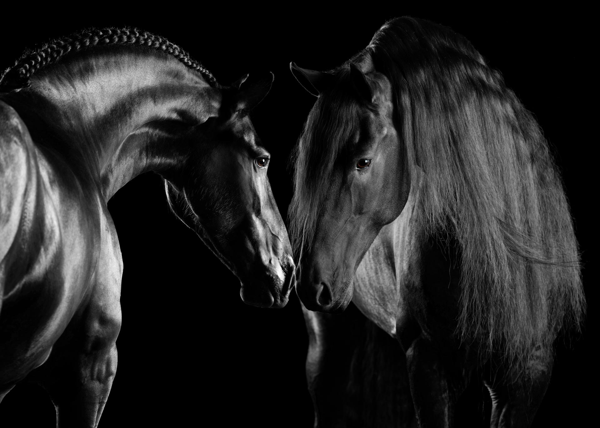 Global Photography Awards Winner - Magician Horses