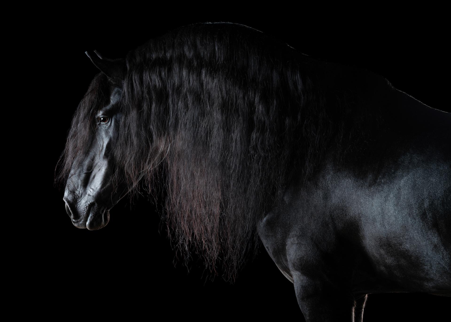 Global Photography Awards Winner - Magician Horses