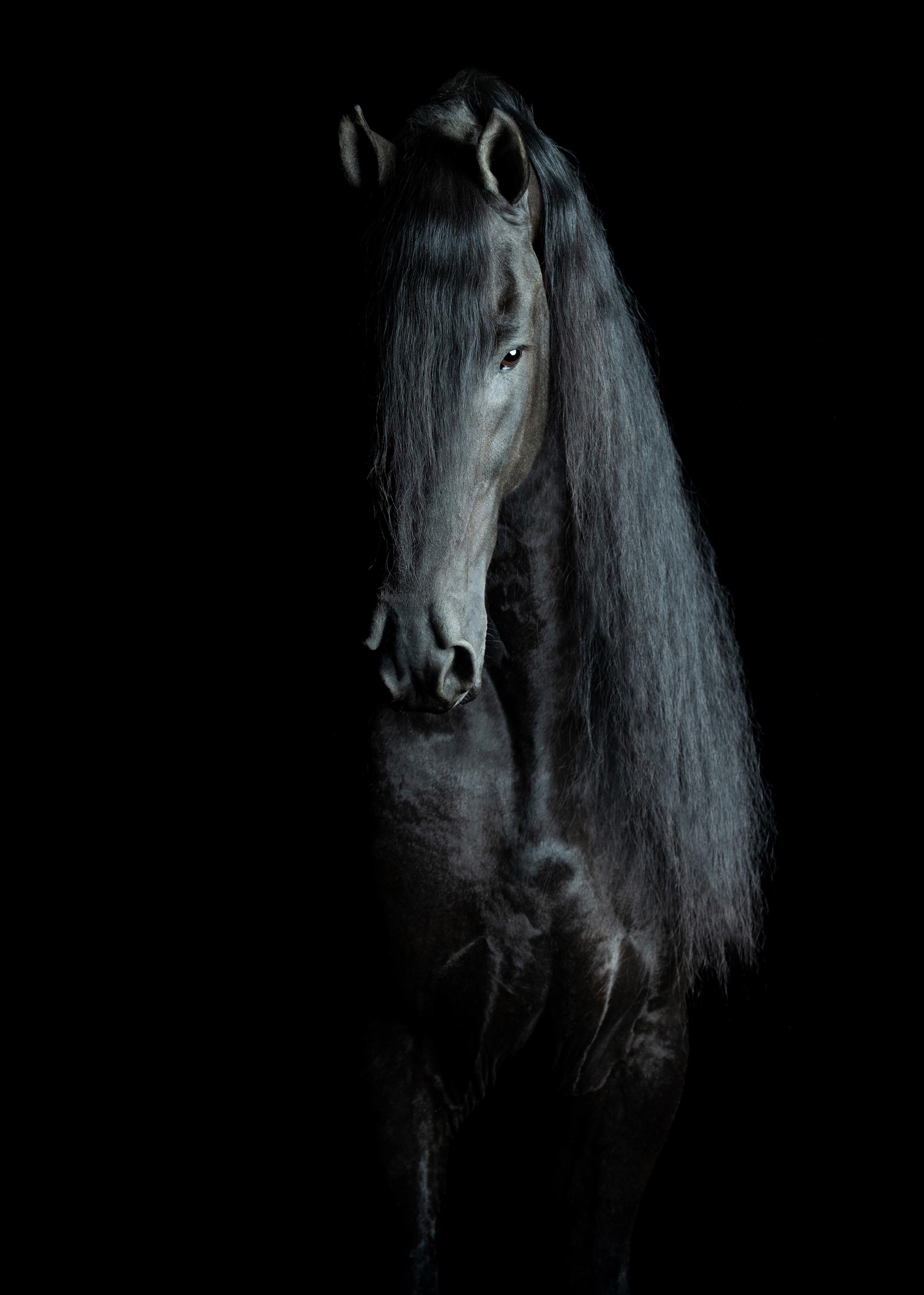 Global Photography Awards Winner - Magician Horses