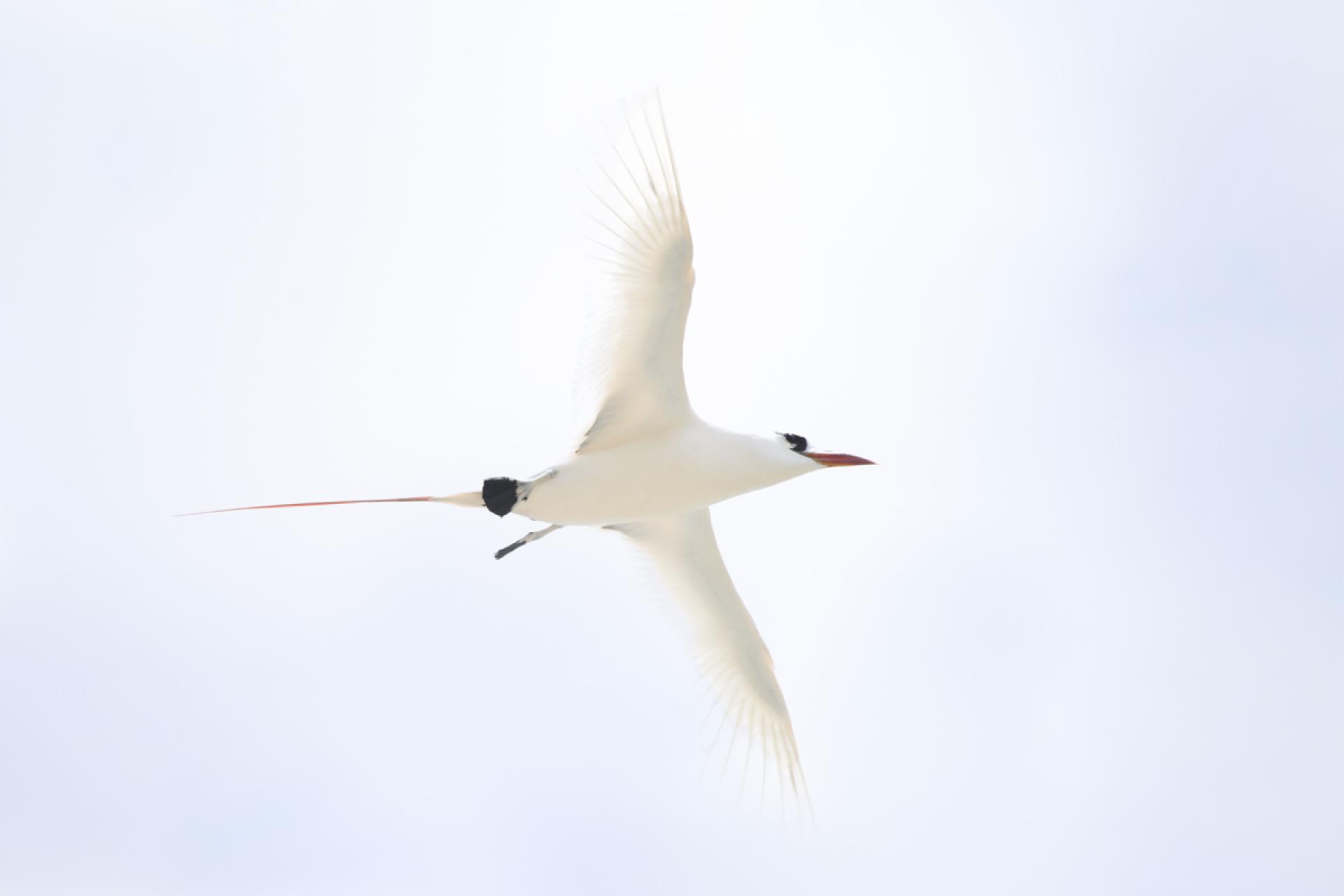 Global Photography Awards Winner - Tropicbird over Pitcairn