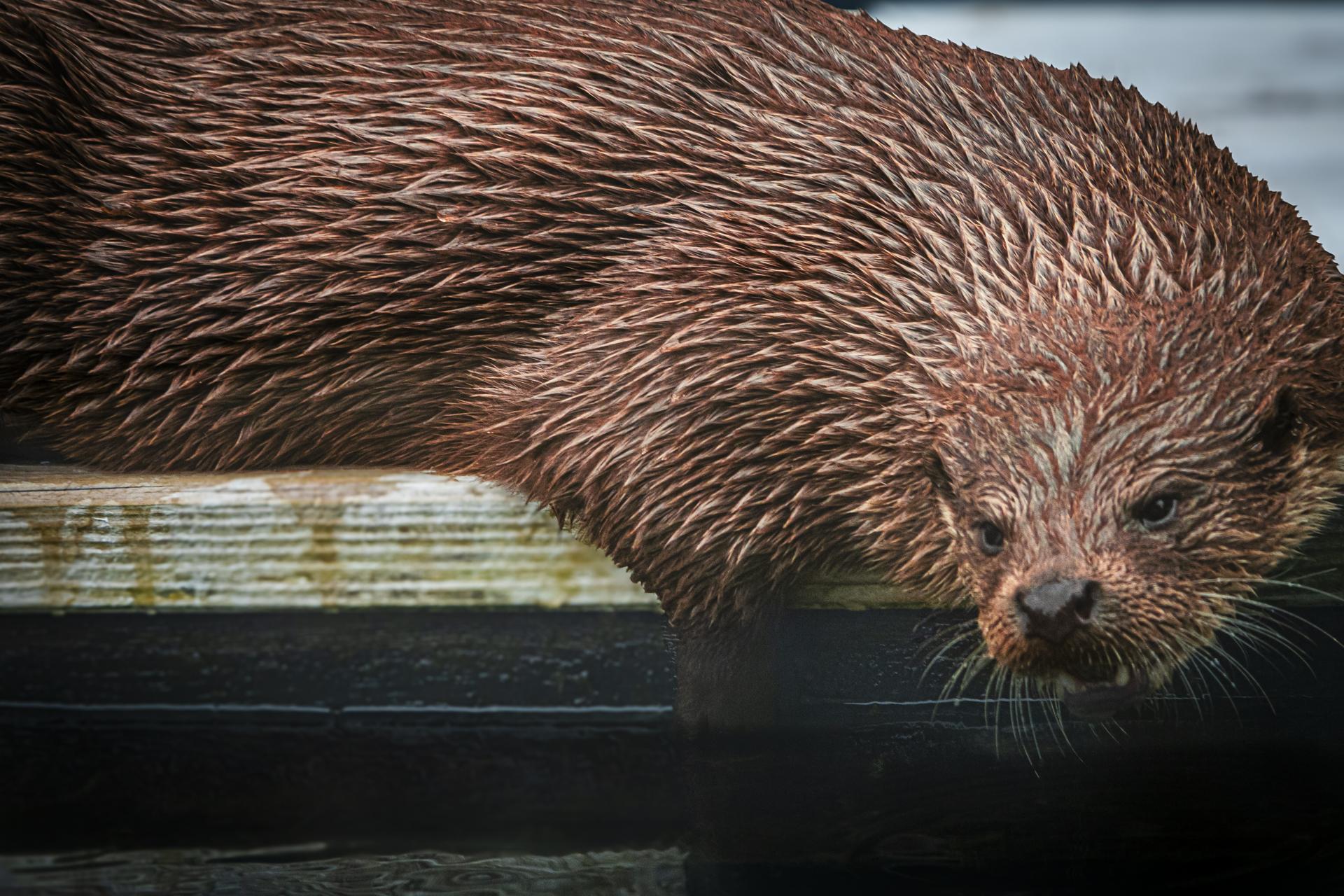 Global Photography Awards Winner - Otter at Rest