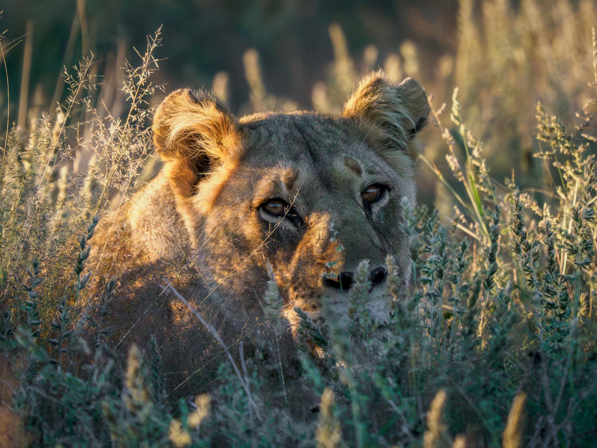 Global Photography Awards Winner - Who is looking at who?