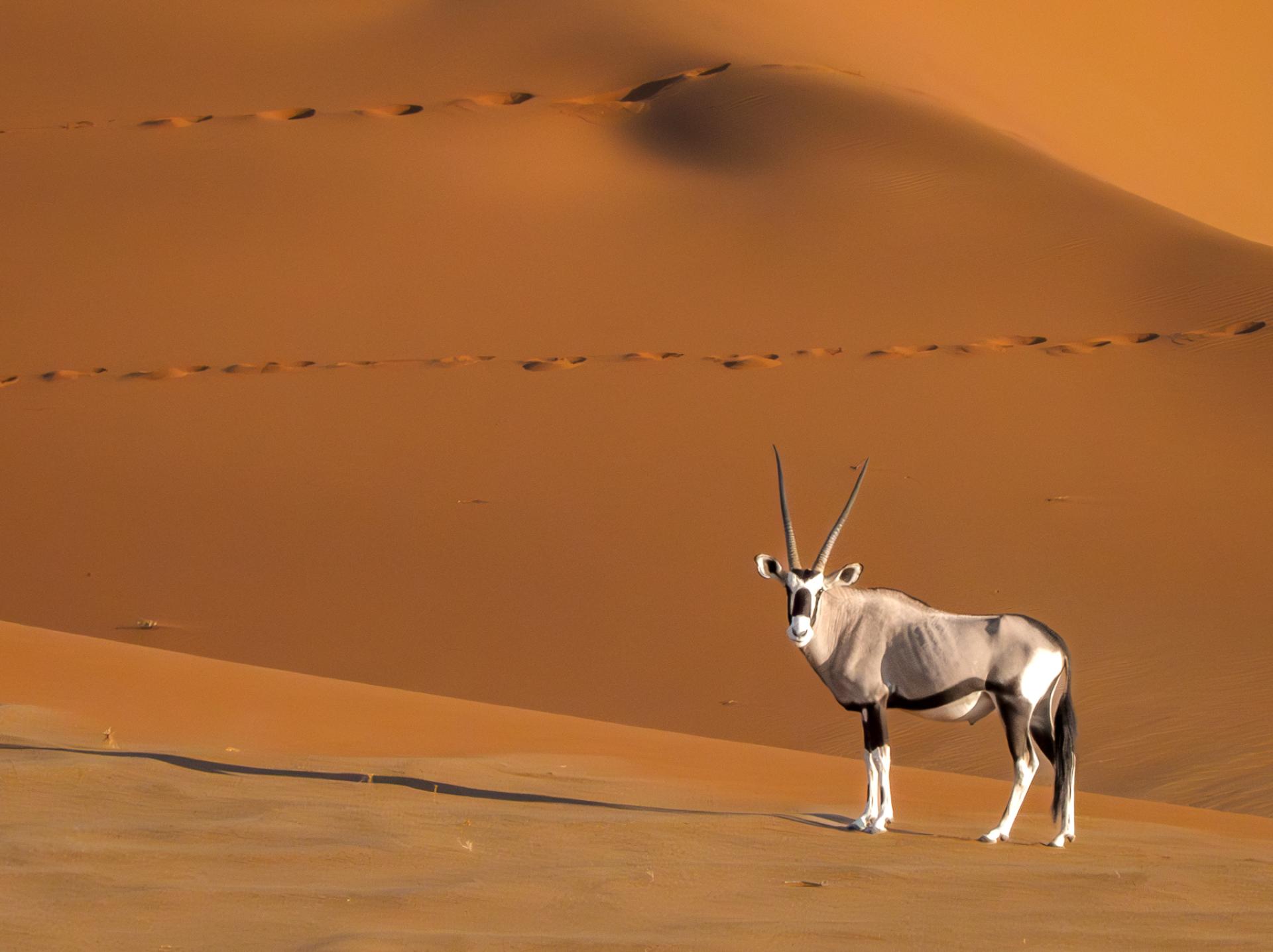 Global Photography Awards Winner - Lonely Oryx in Namibian Desert