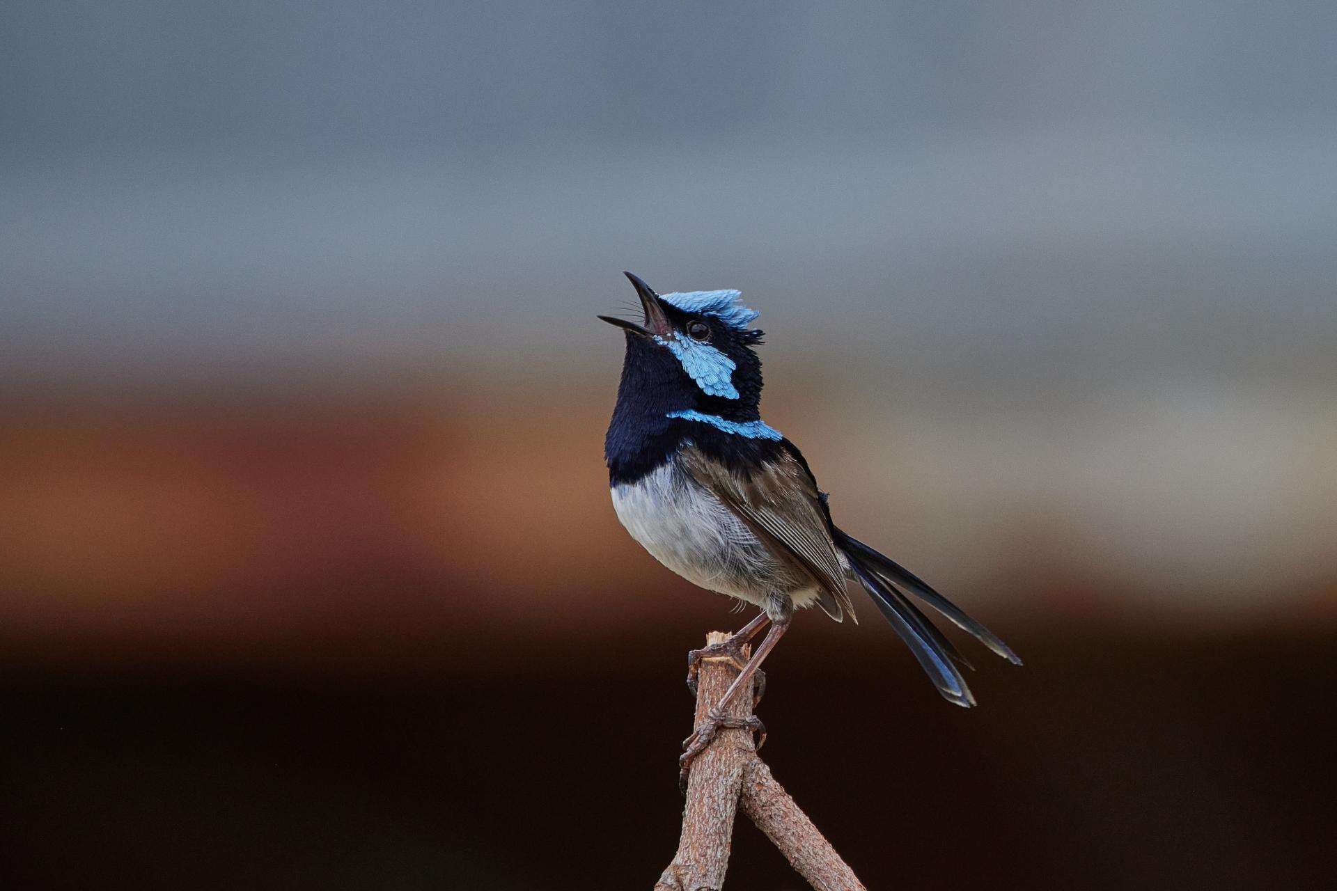 Global Photography Awards Winner - Superb Fairy Wren Calling