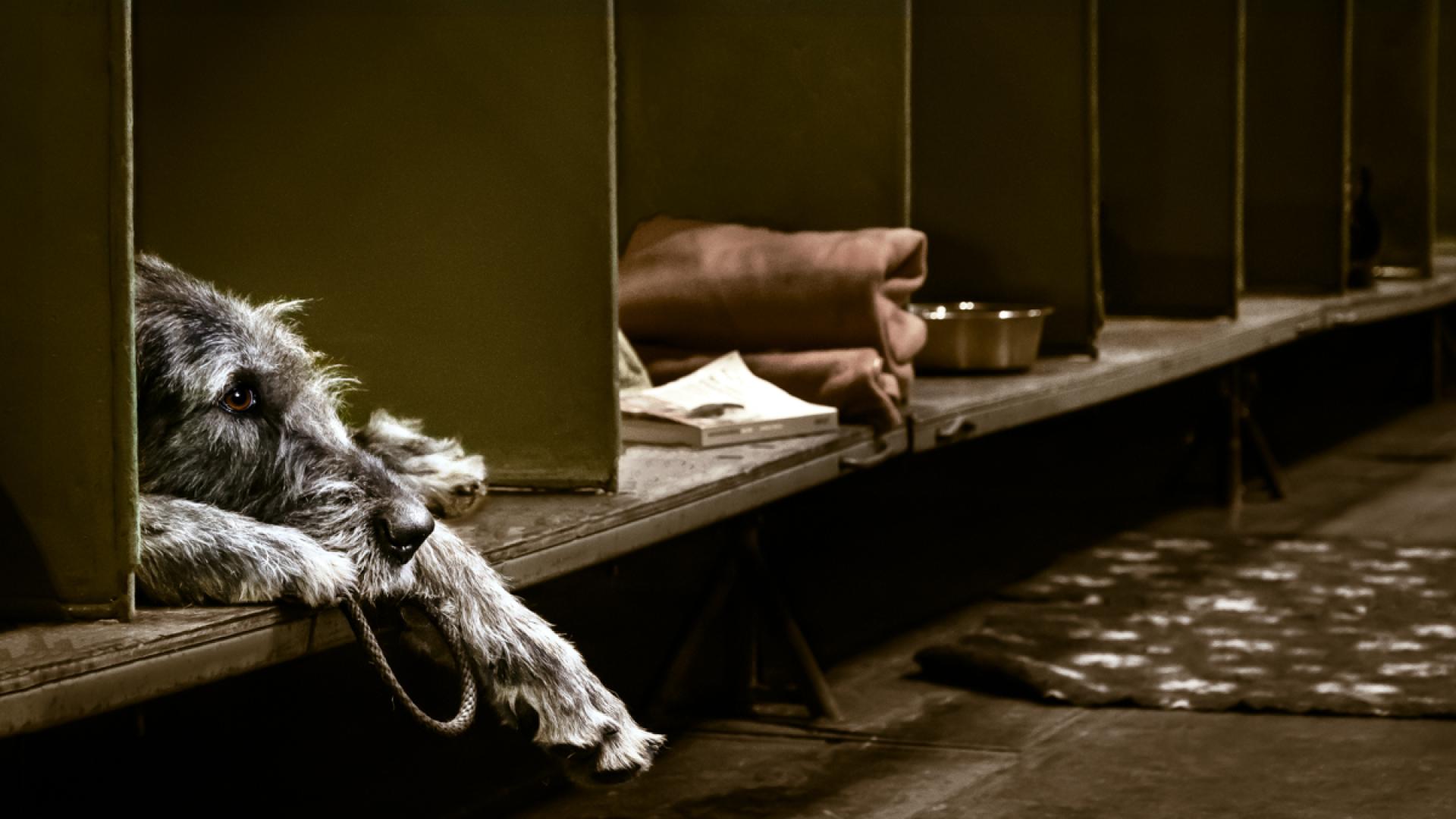 Global Photography Awards Winner - Irish Wolfhound at Rest