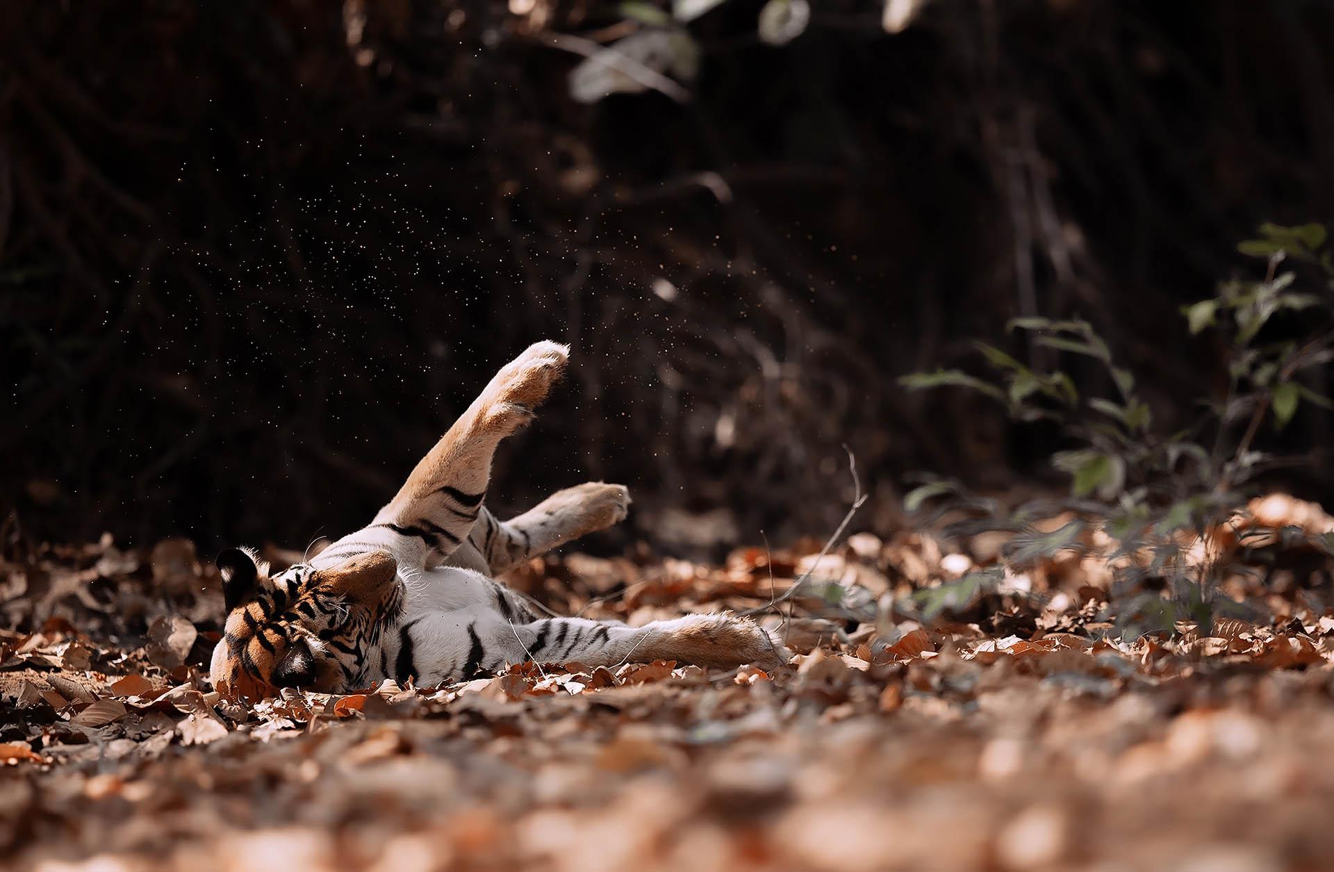Global Photography Awards Winner - Wishpers Of The Night-The Silent Sovereign