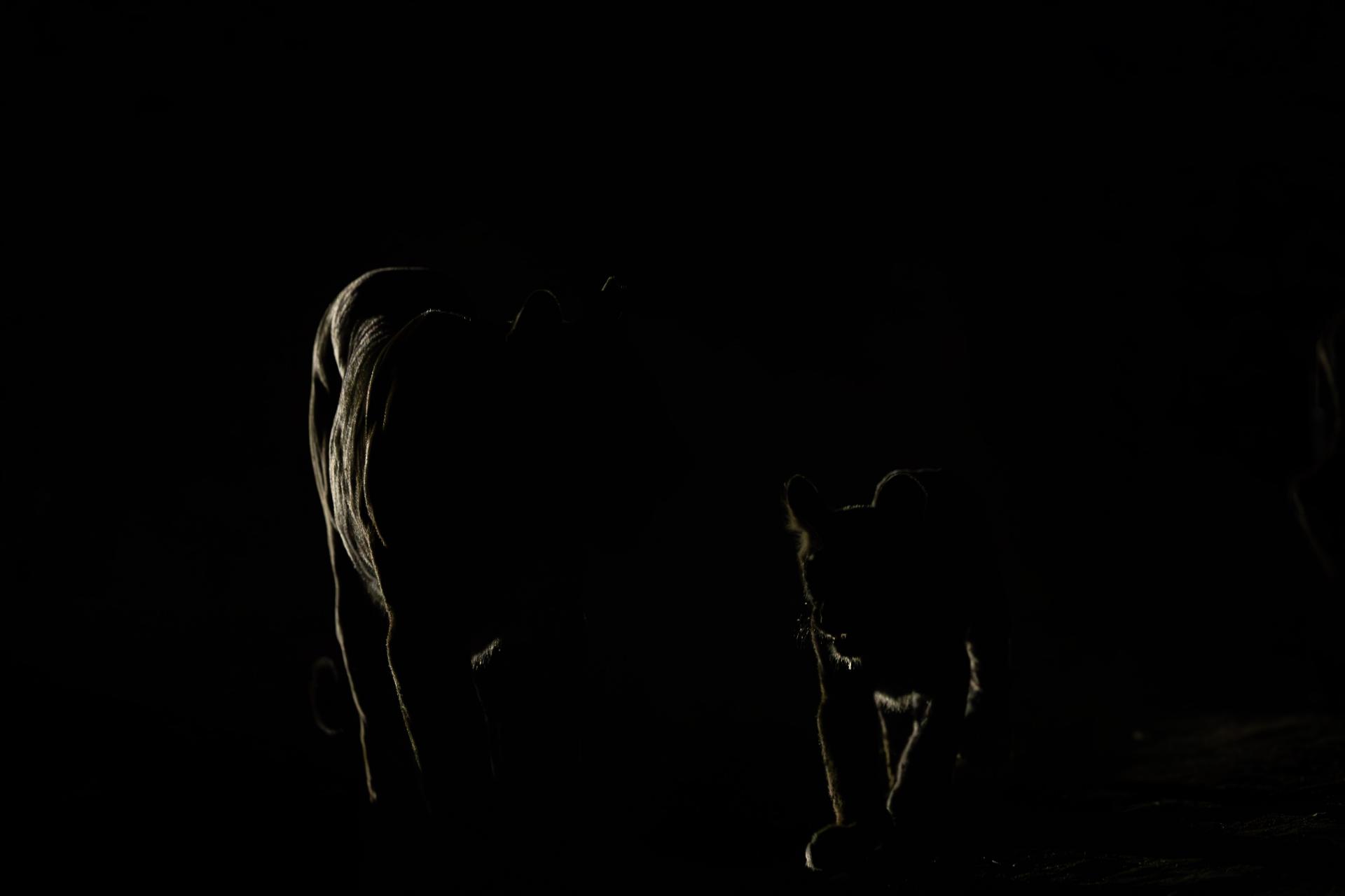 Global Photography Awards Winner - Wishpers Of The Night-The Silent Sovereign