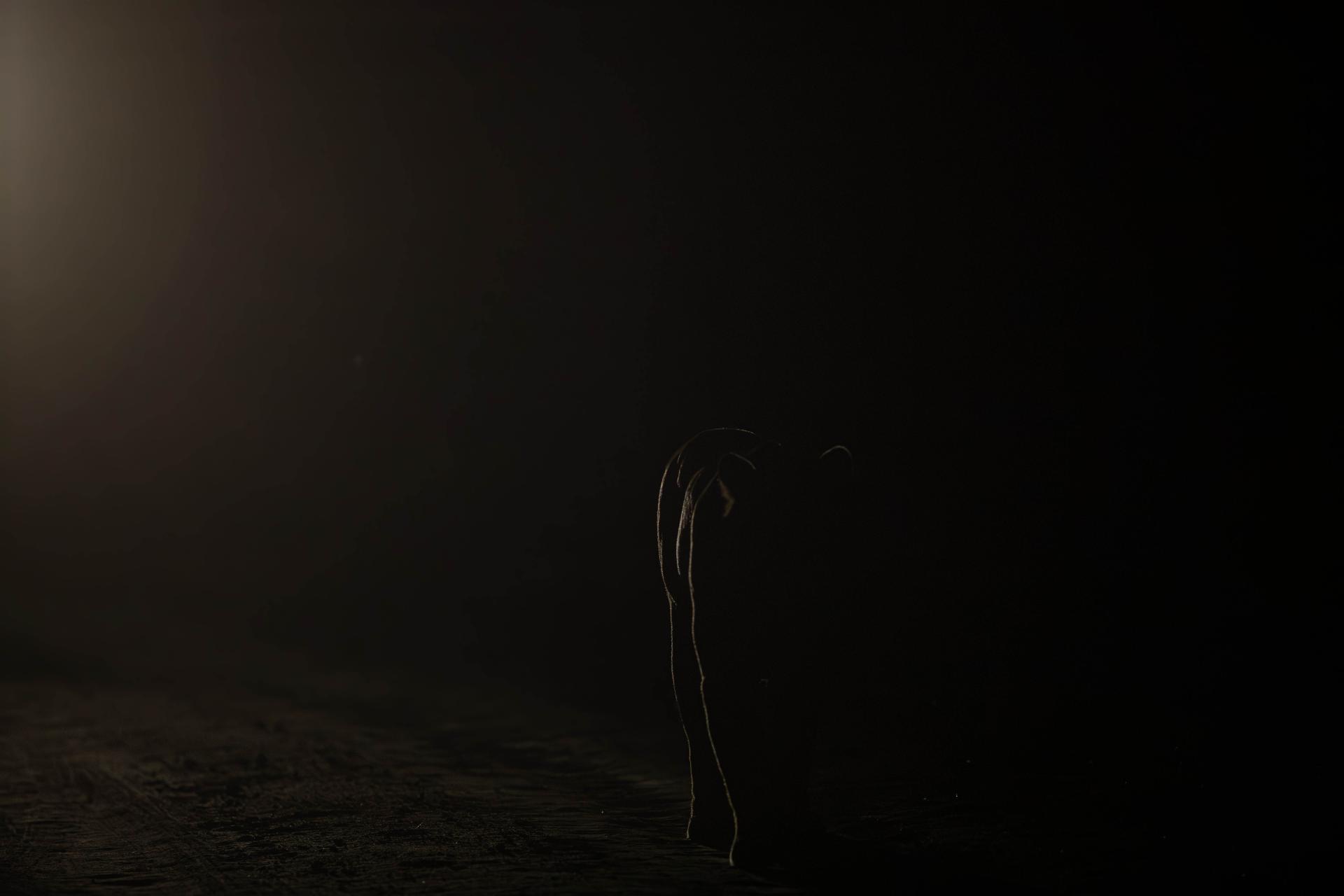 Global Photography Awards Winner - Wishpers Of The Night-The Silent Sovereign