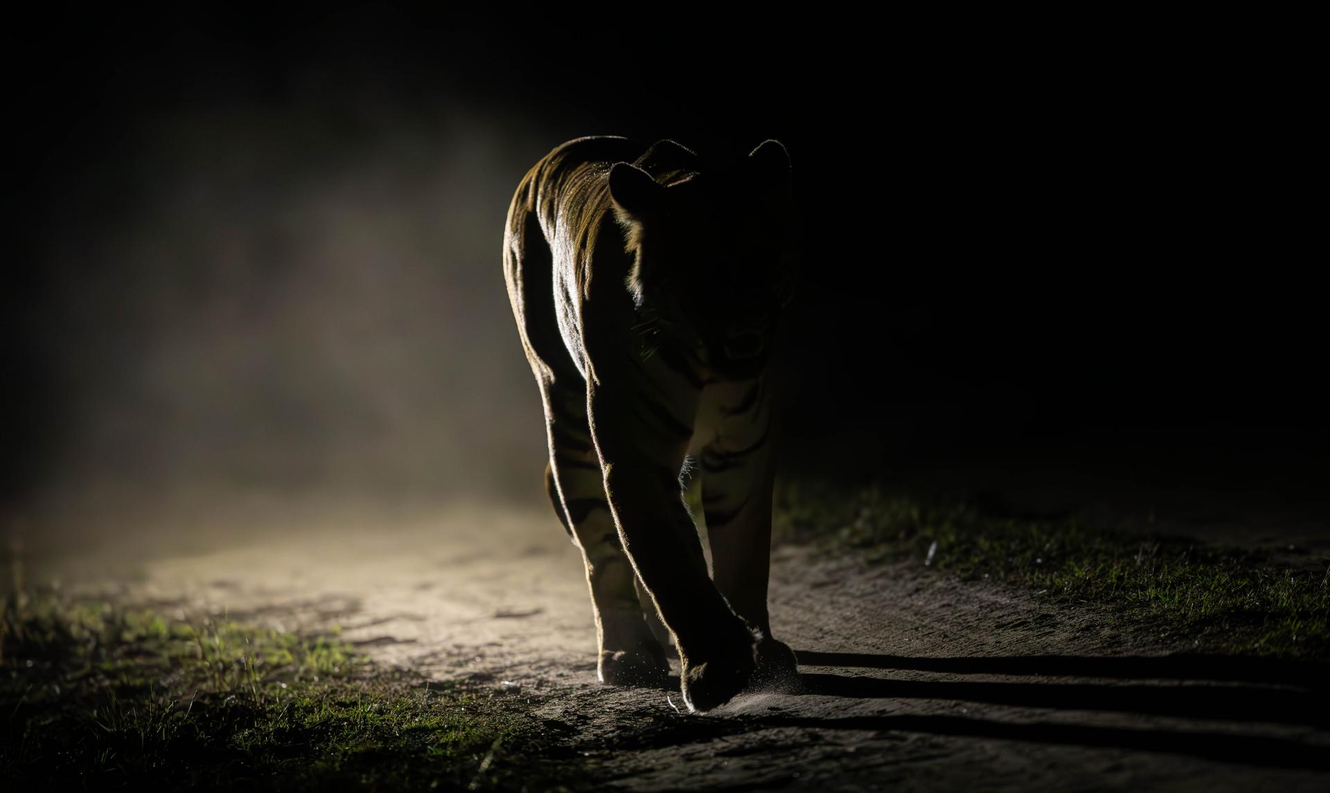 Global Photography Awards Winner - Wishpers Of The Night-The Silent Sovereign