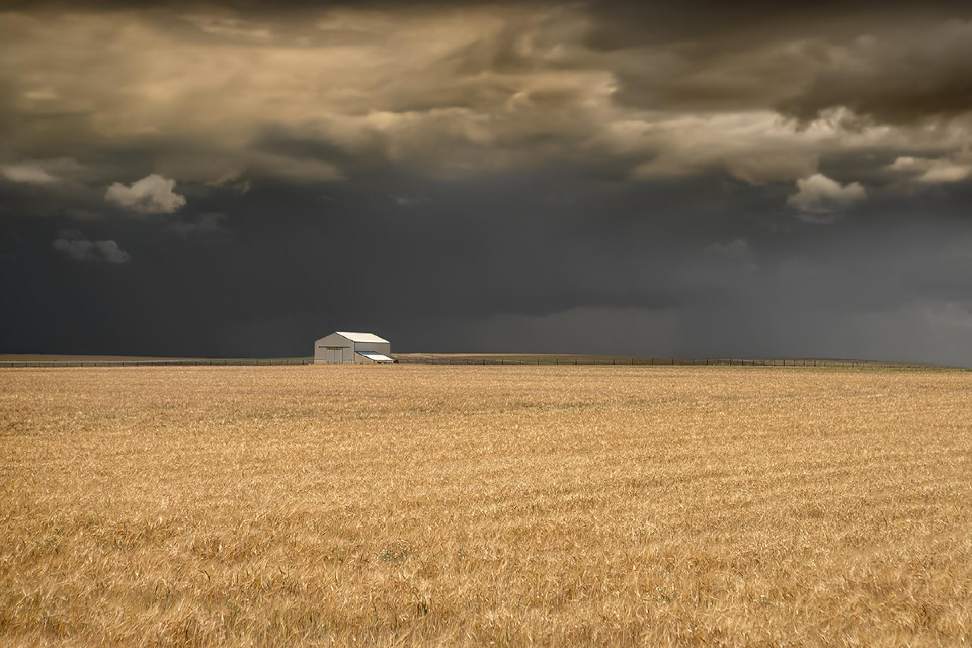 Global Photography Awards Winner - WHEAT FIELDS