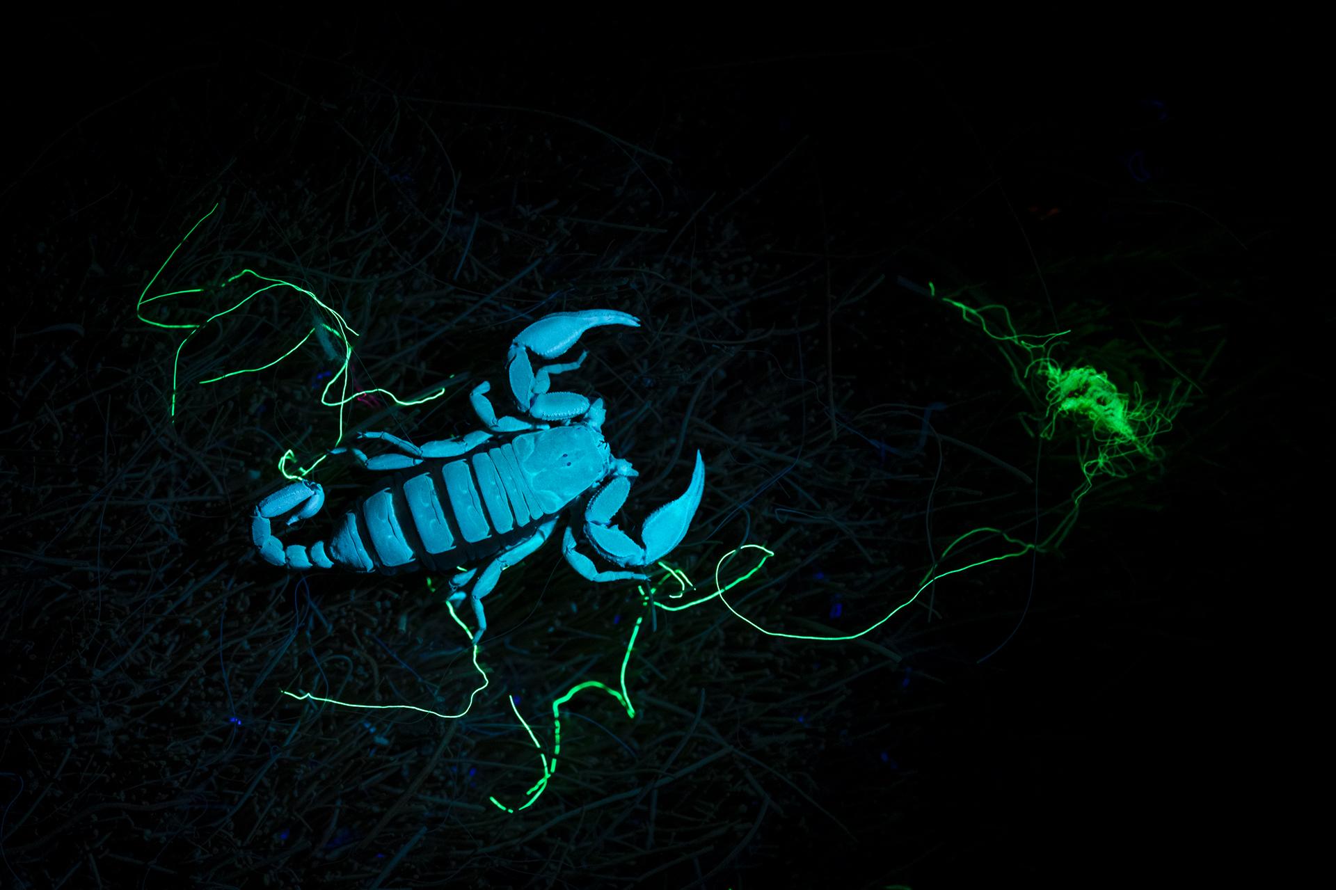 Global Photography Awards Winner - Glow in the dark