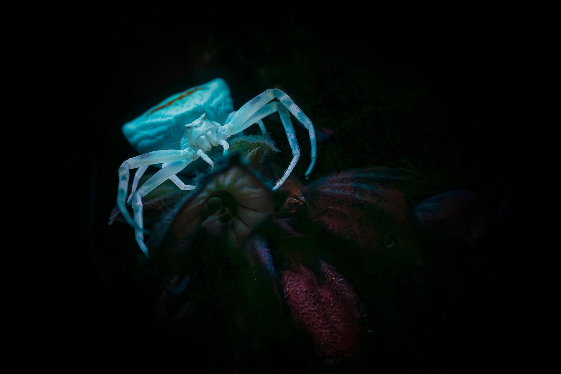 Global Photography Awards Winner - Glow in the dark