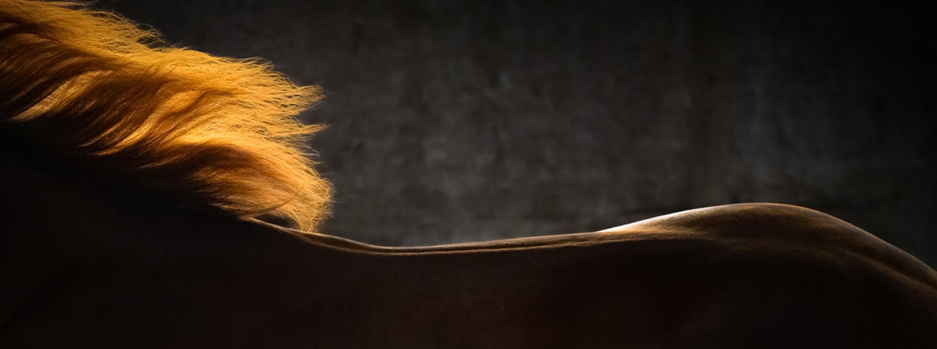 Global Photography Awards Winner - Swift Elegance