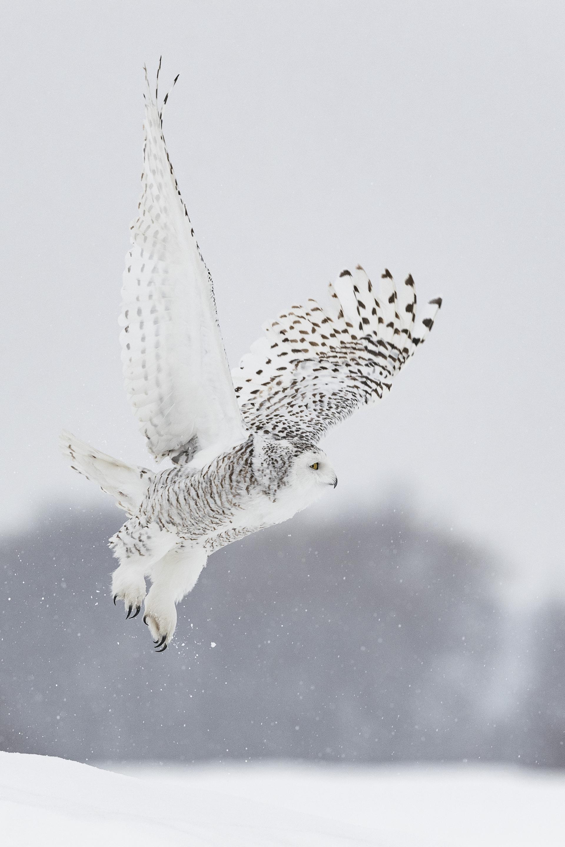 Global Photography Awards Winner - WINTER TIME