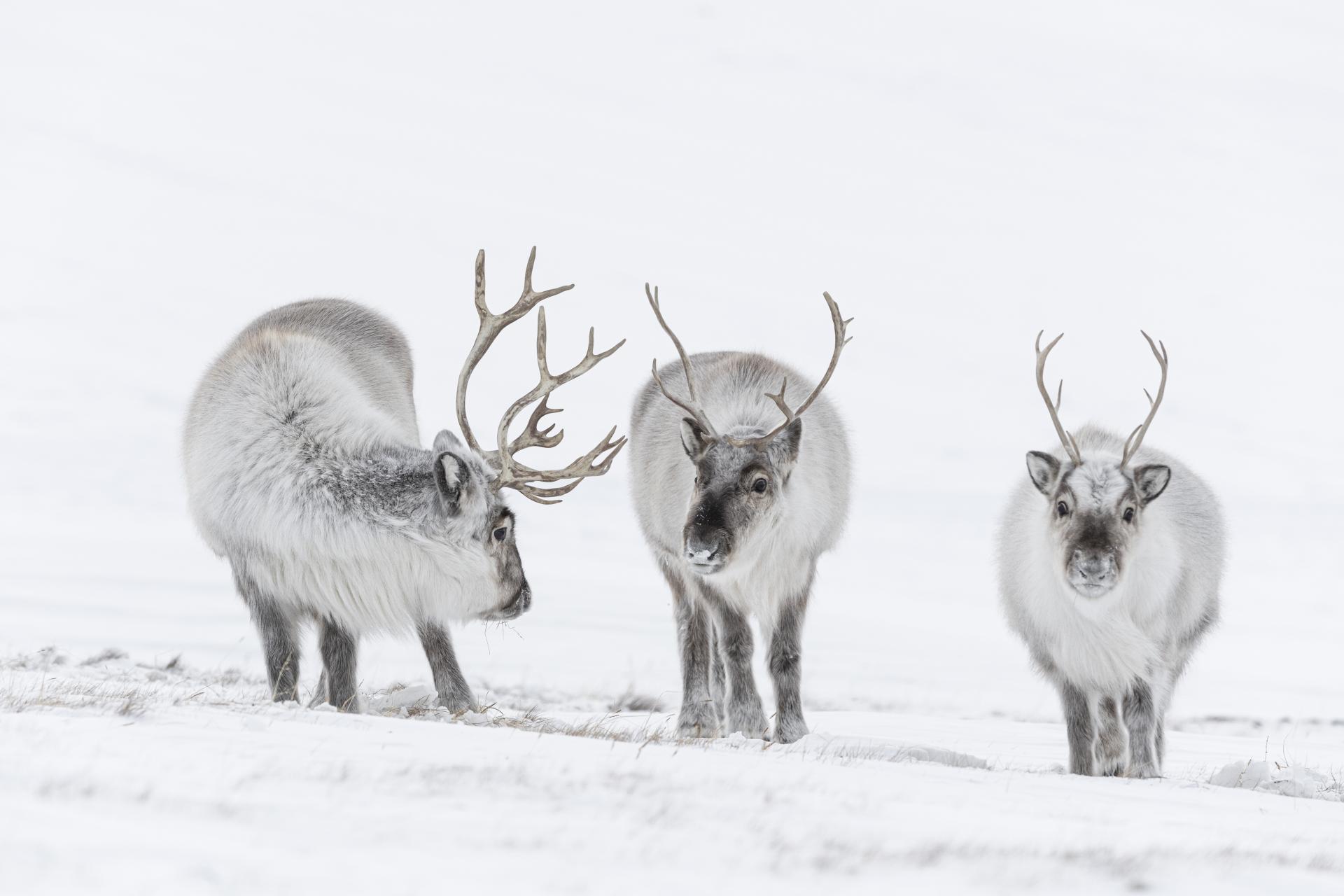 Global Photography Awards Winner - WINTER FAIRY TALE