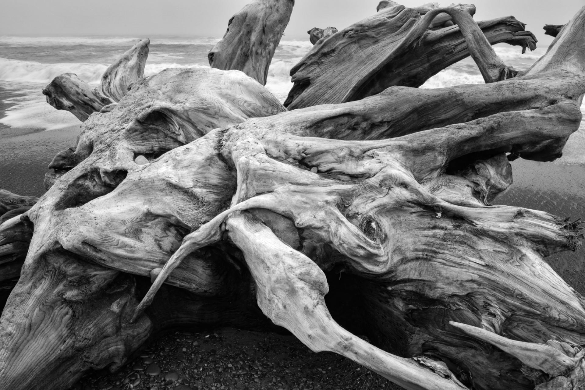 Global Photography Awards Winner - Sea Monster