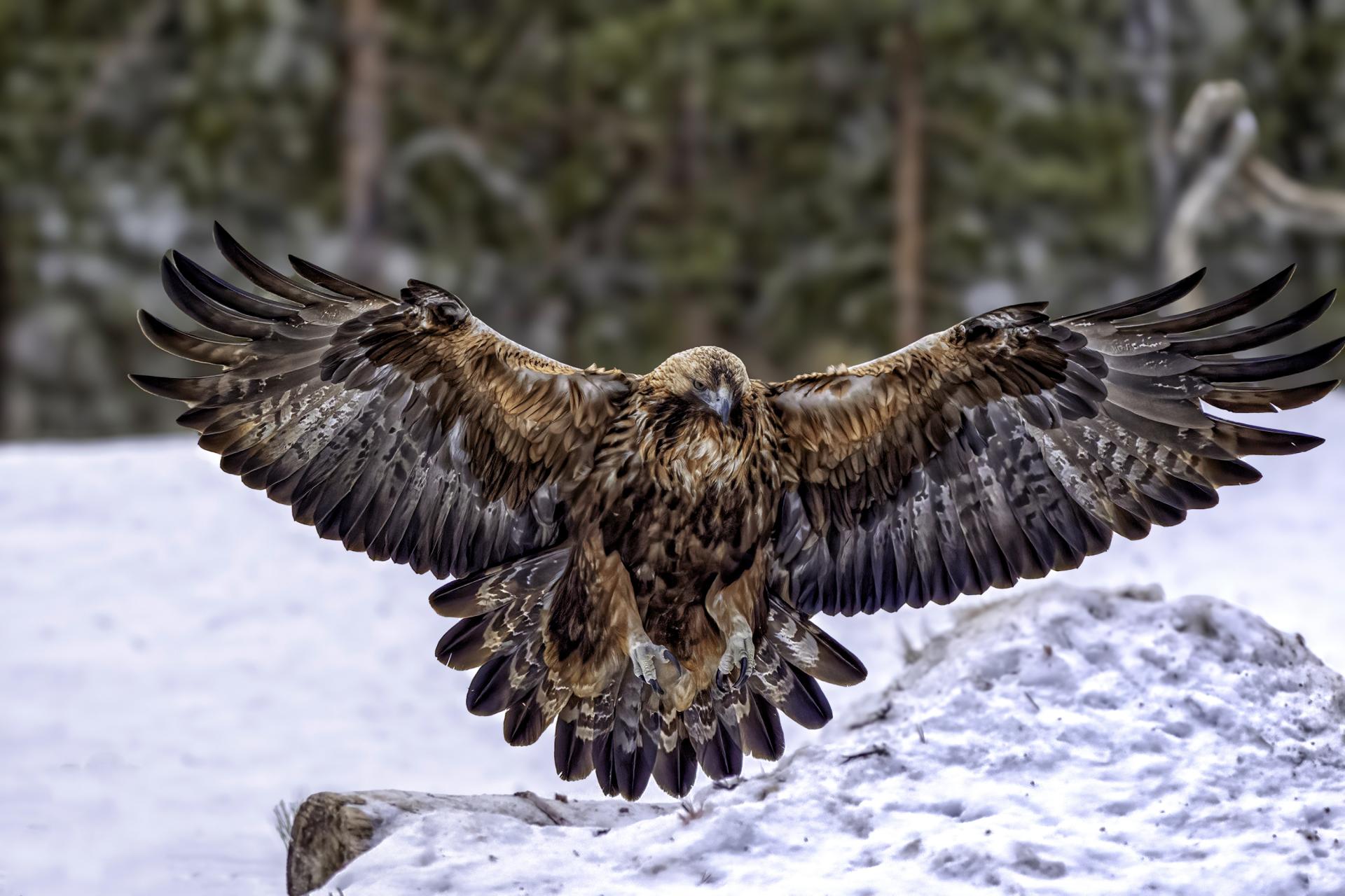 Global Photography Awards Winner - Final Approach