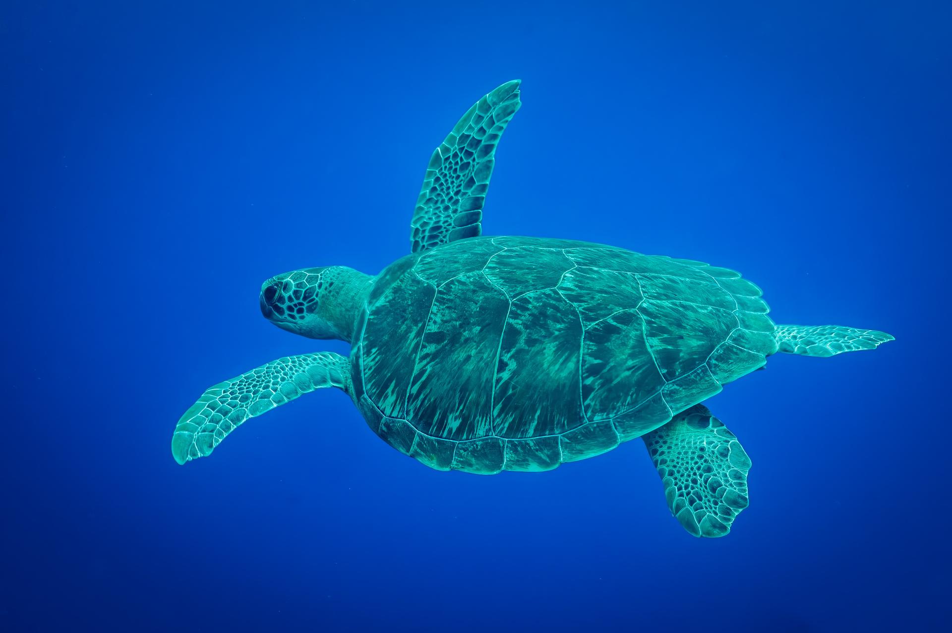 Global Photography Awards Winner - Green Turtle Swimming Freely in Belize