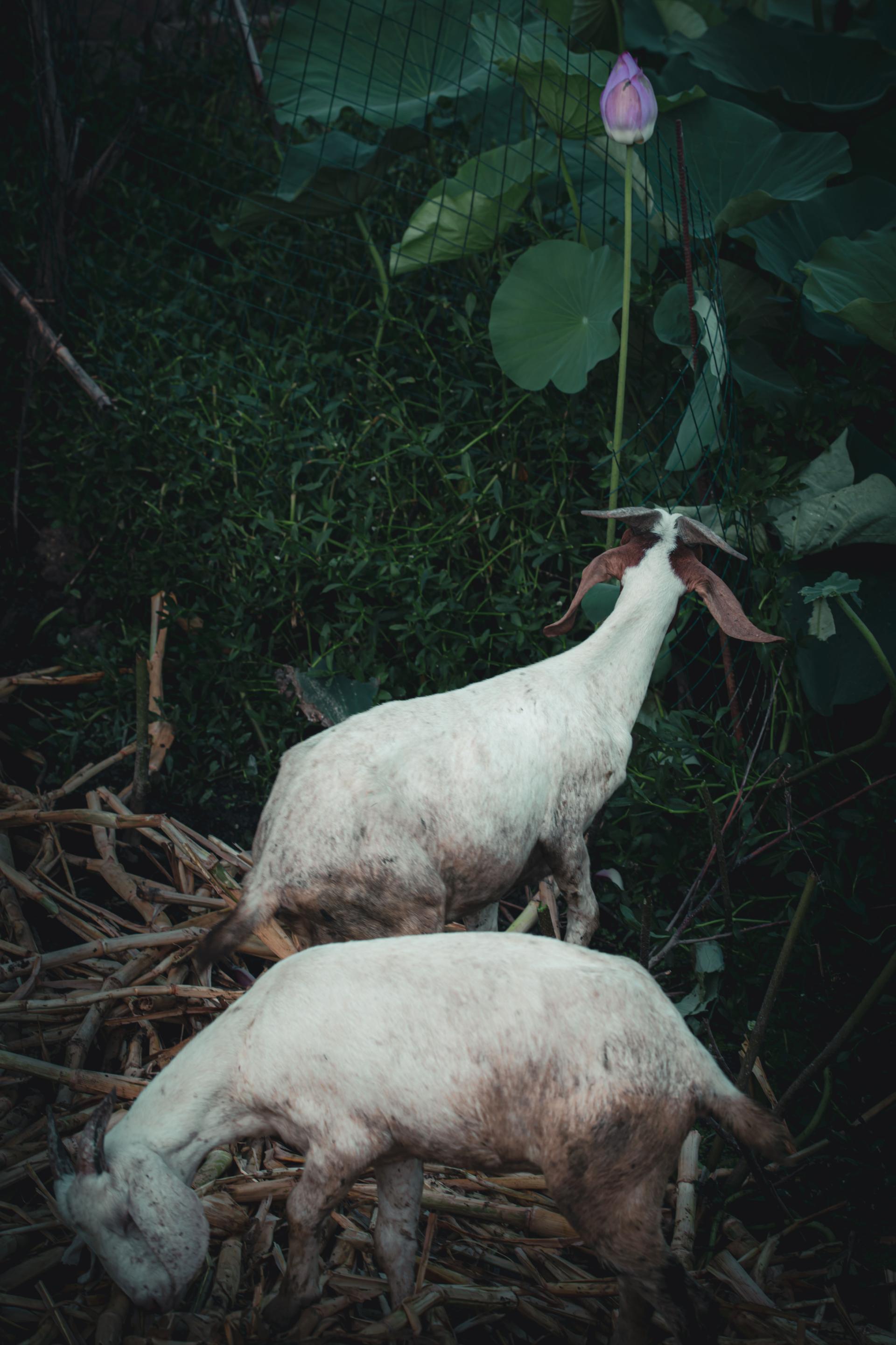 Global Photography Awards Winner - The Gentle Hour