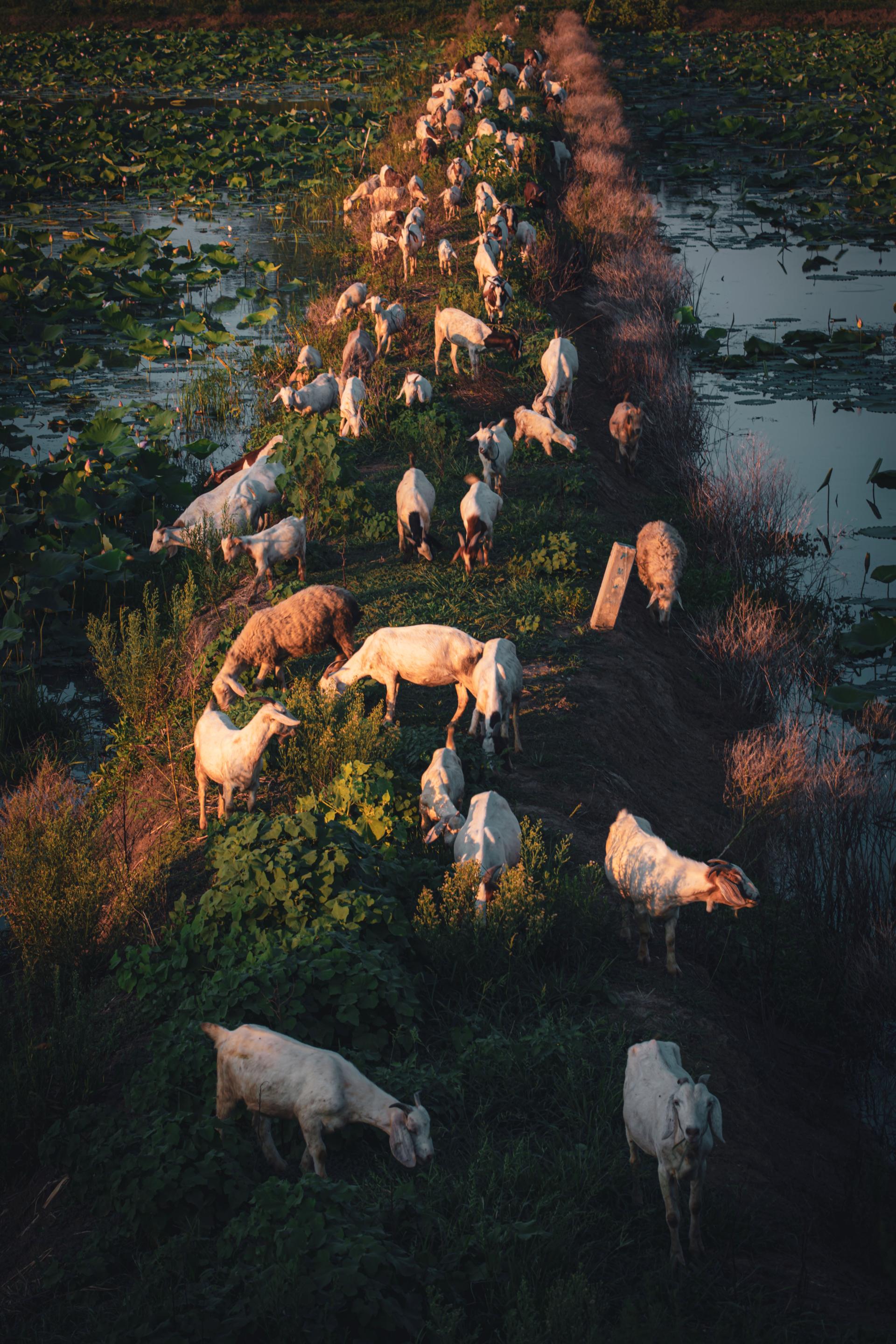 Global Photography Awards Winner - The Gentle Hour