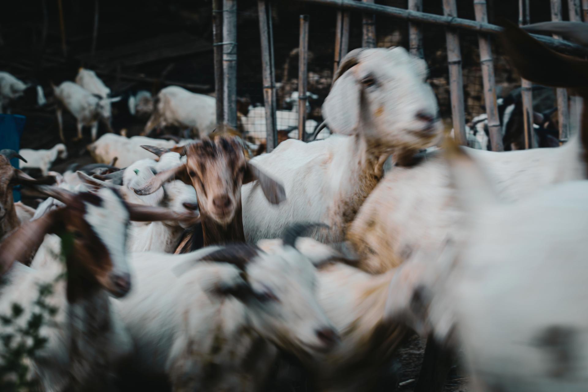 Global Photography Awards Winner - The Gentle Hour