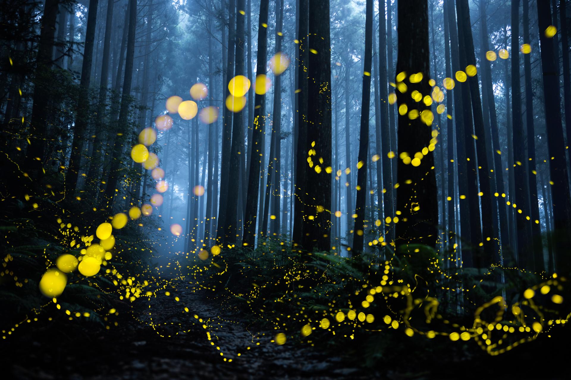 Global Photography Awards Winner - Midsummer Night Firefly 