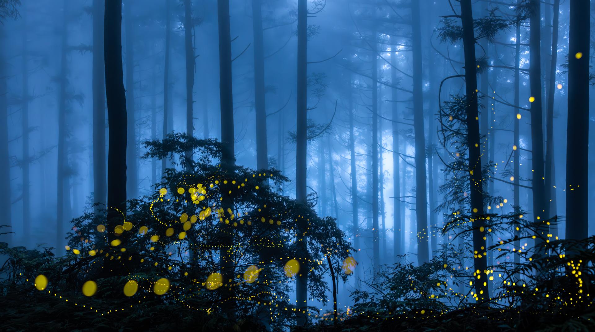 Global Photography Awards Winner - Midsummer Night Firefly 