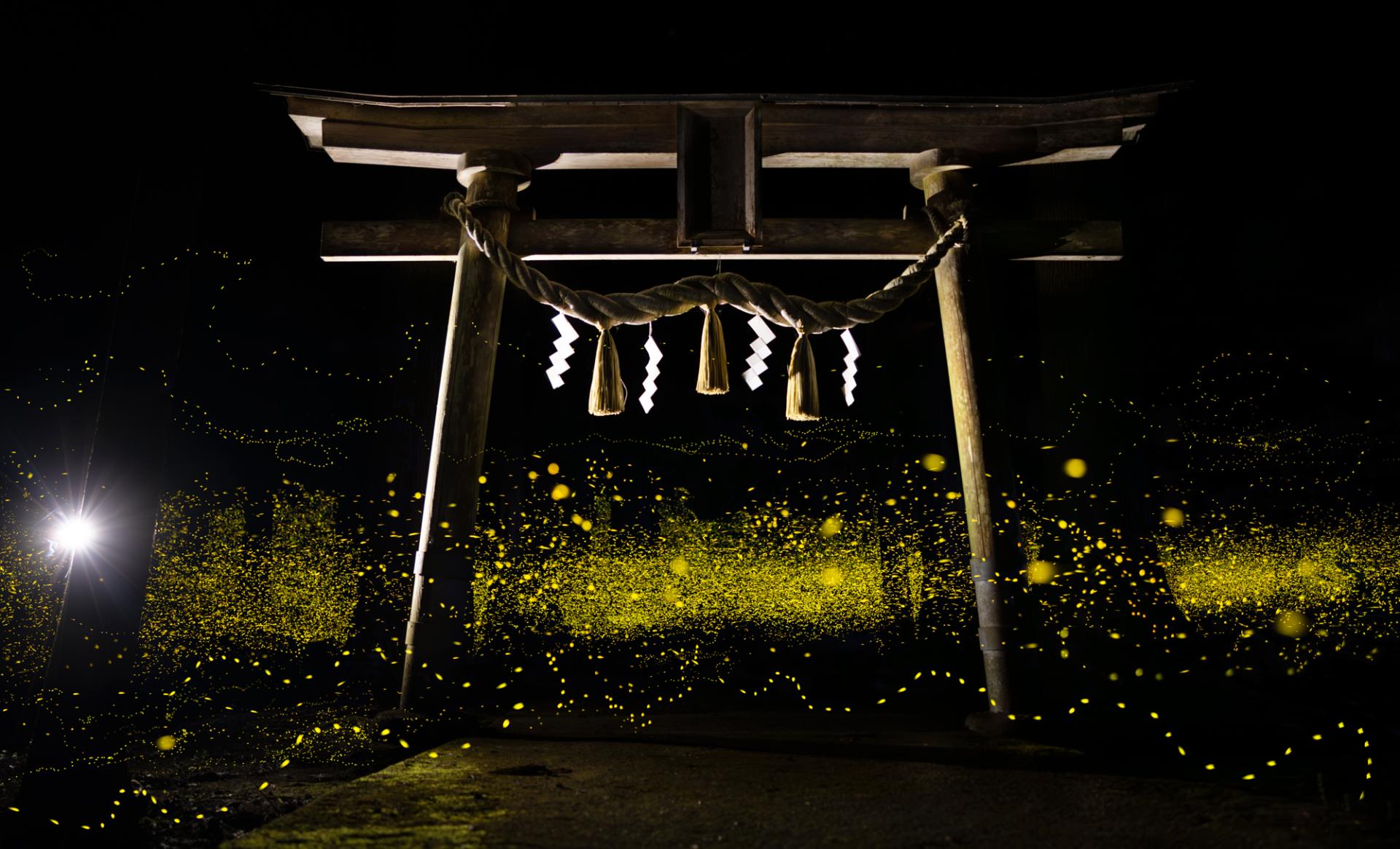 Global Photography Awards Winner - Luminous Elf