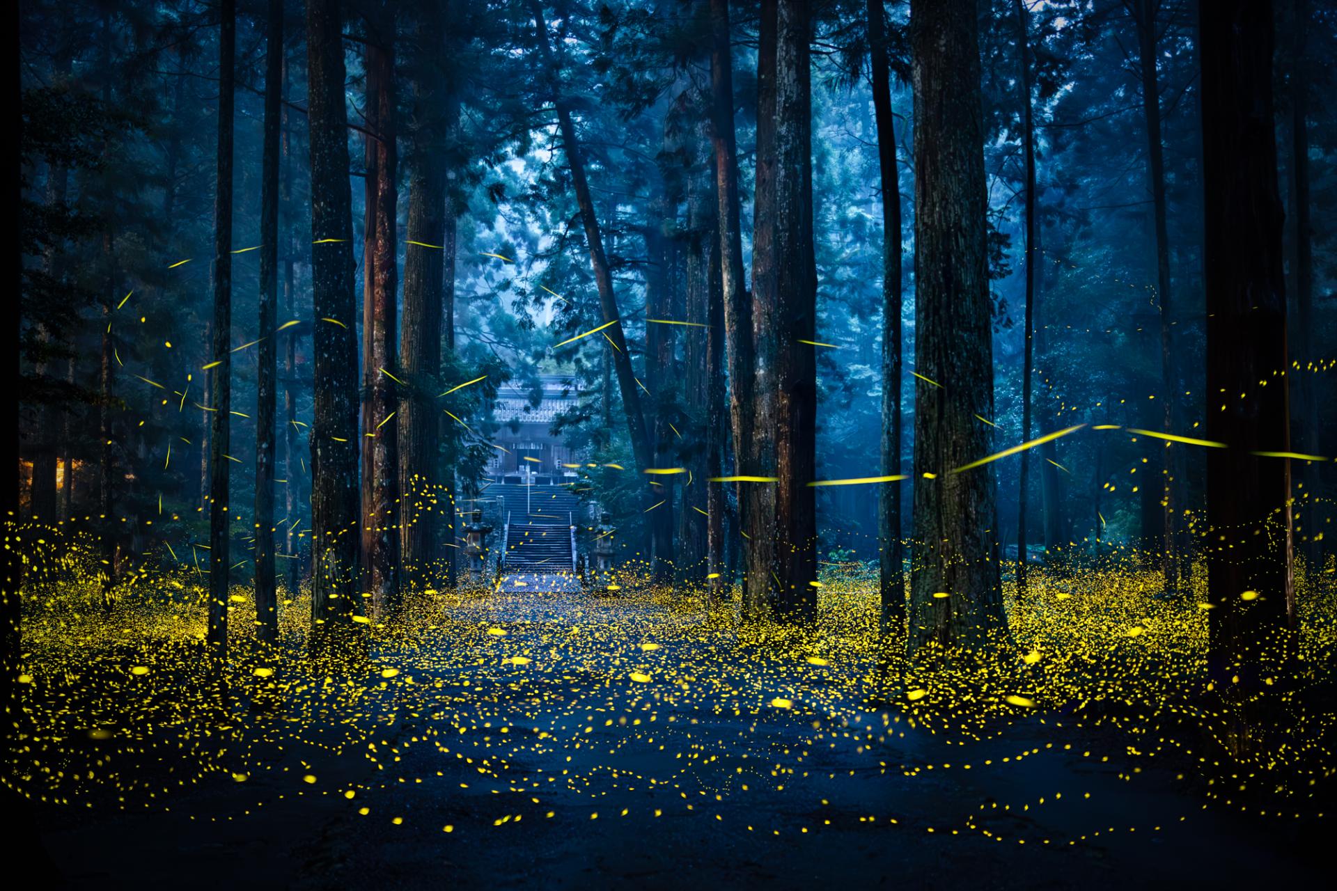 Global Photography Awards Winner - Luminous Elf