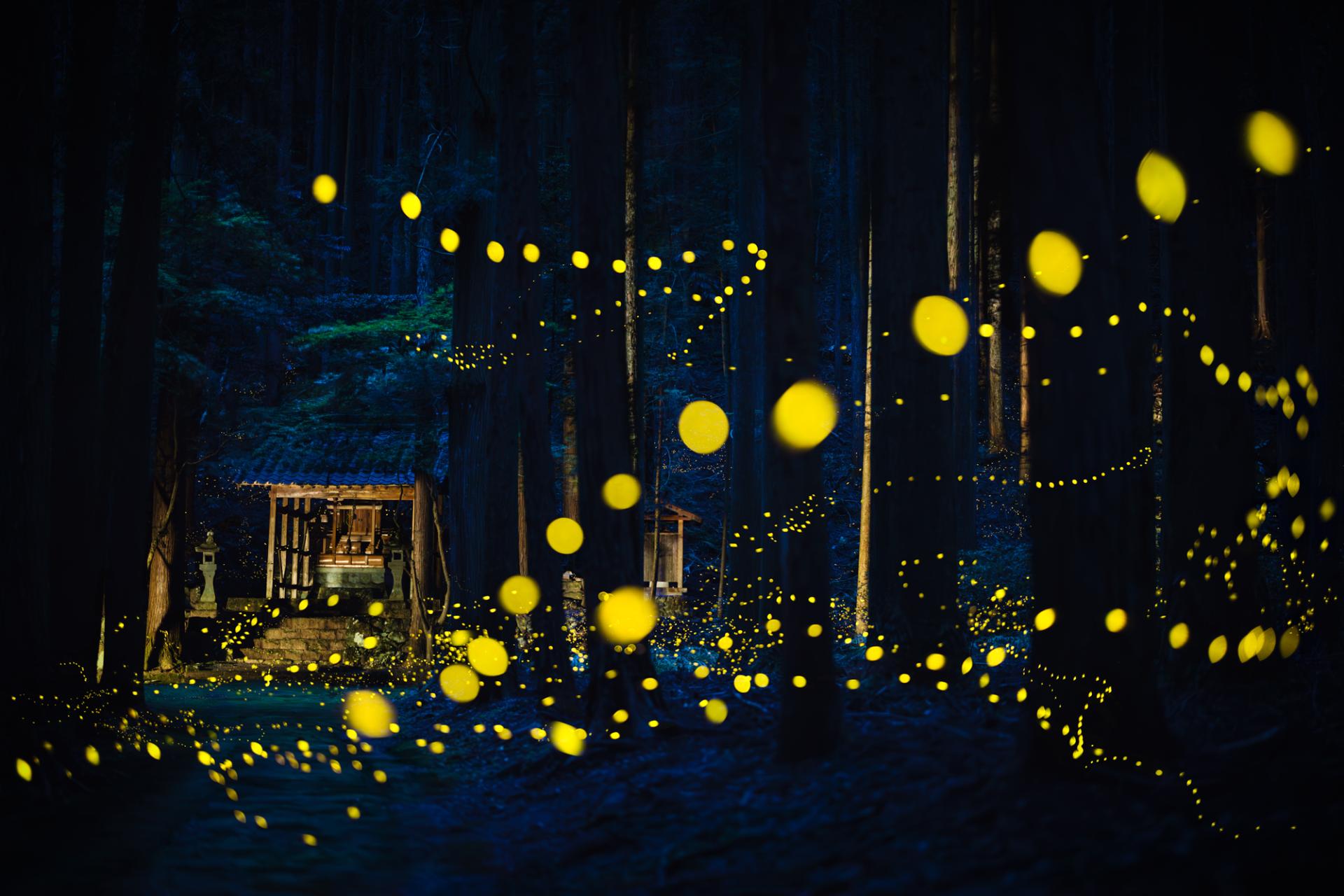 Global Photography Awards Winner - Luminous Elf