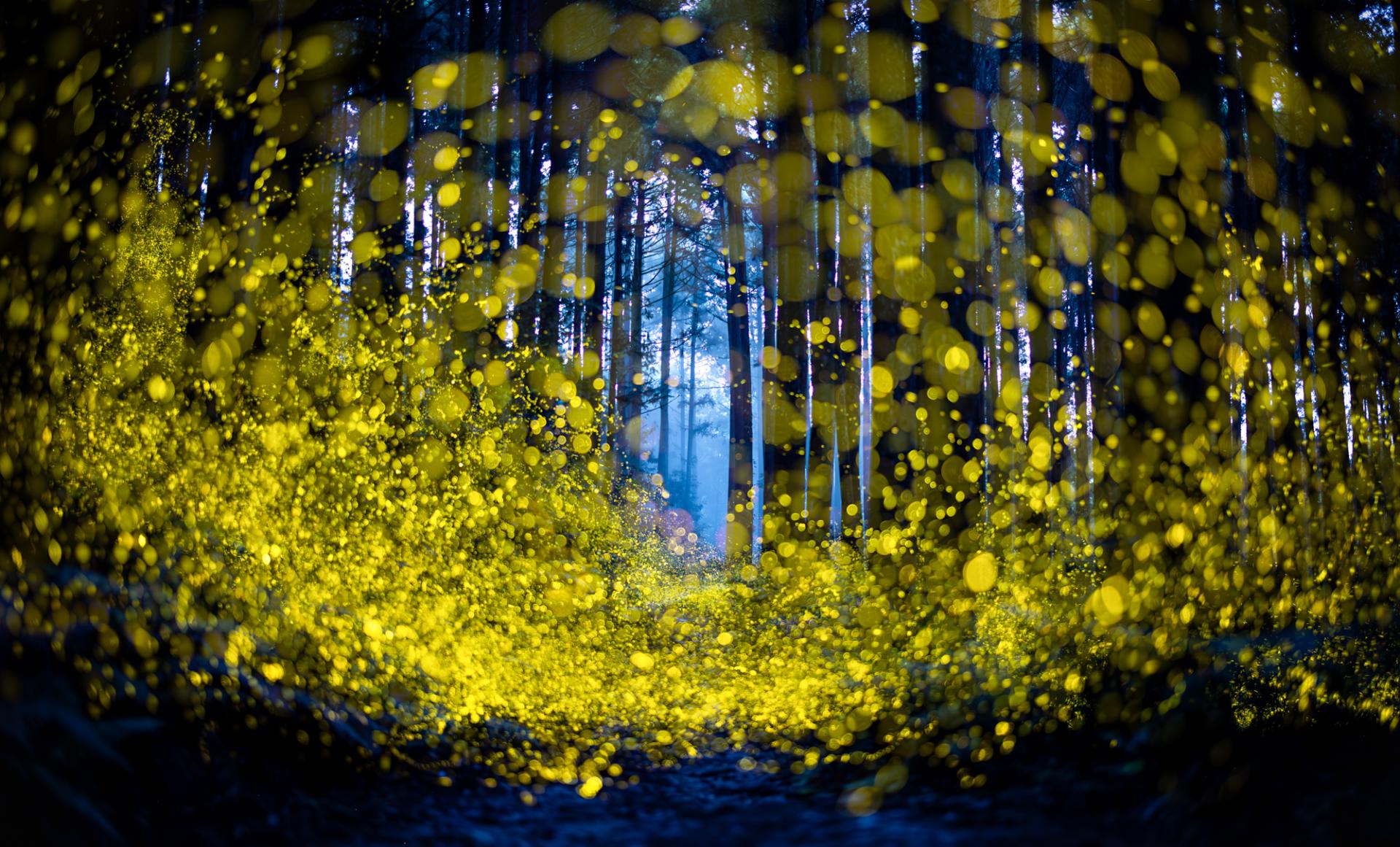Global Photography Awards Winner - Luminous Elf