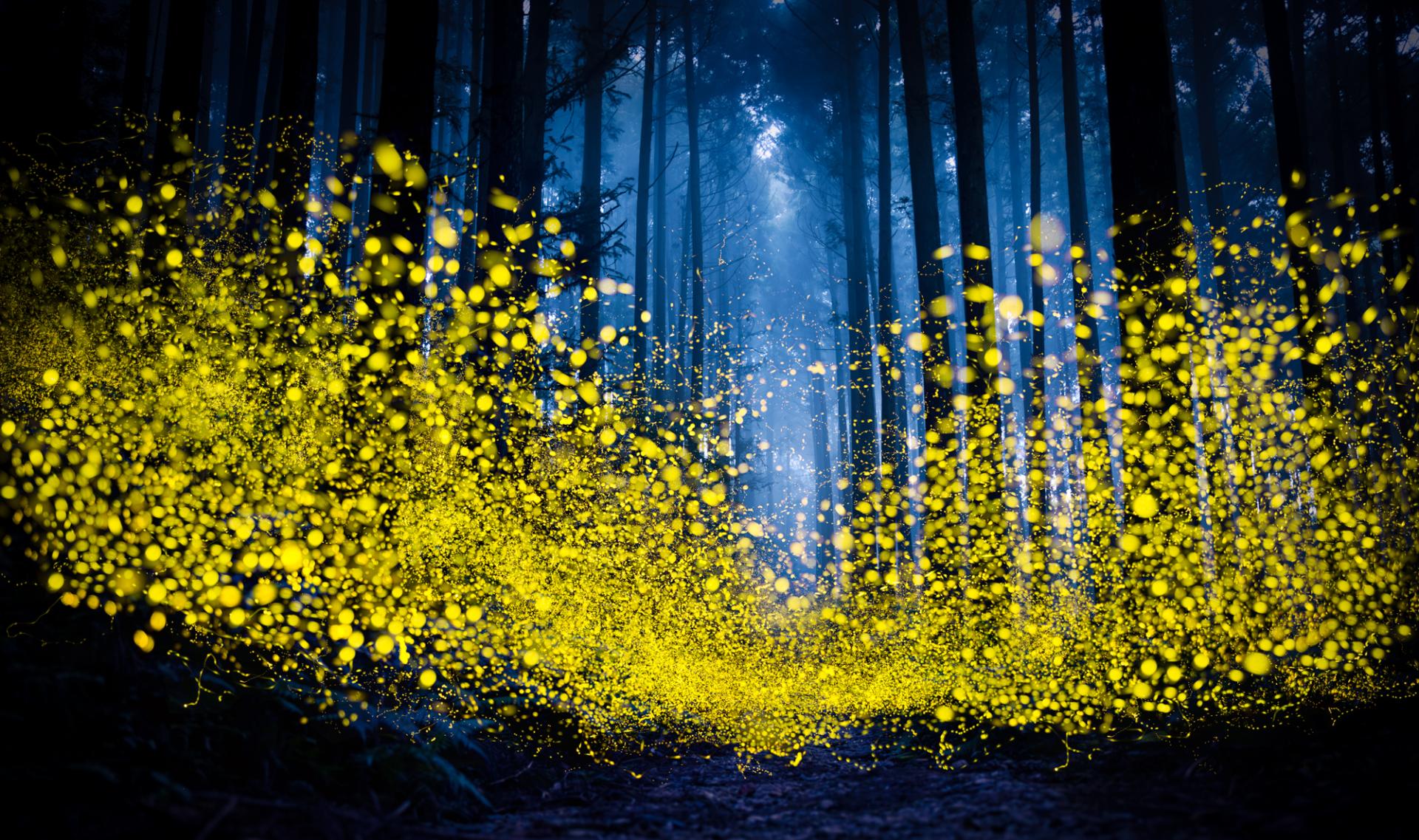 Global Photography Awards Winner - Luminous Elf
