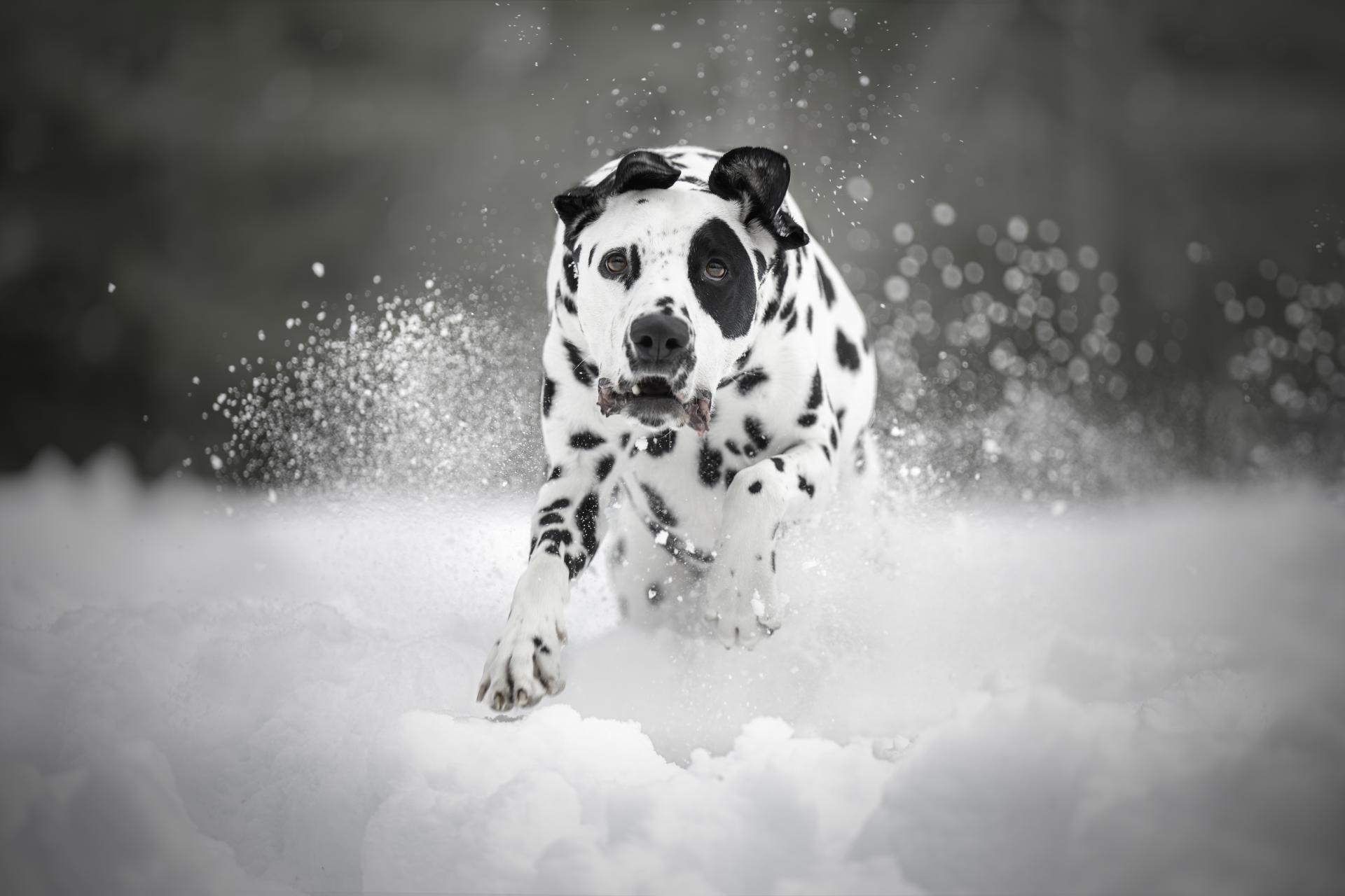 Global Photography Awards Winner - Snow Bound Sprint