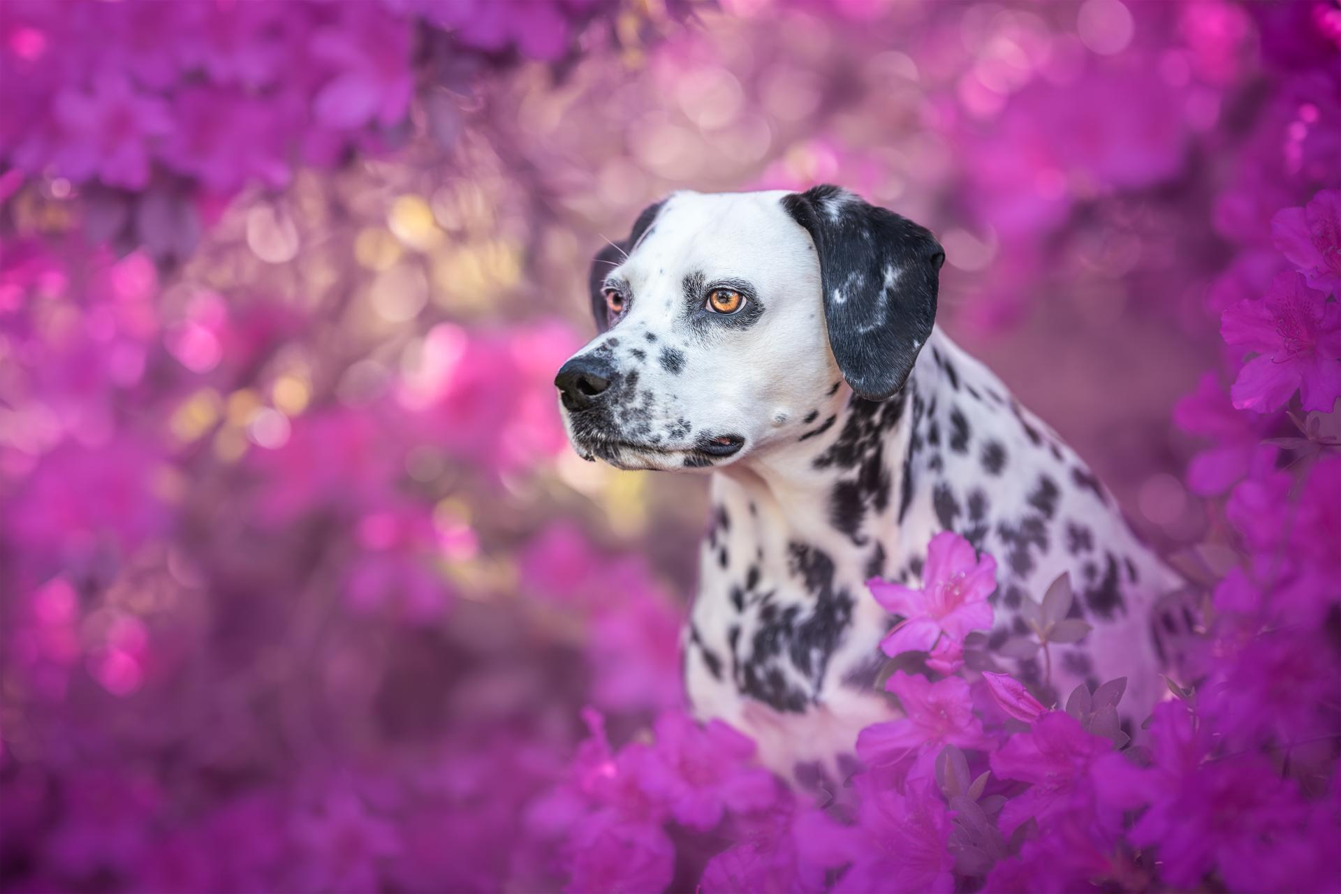 Global Photography Awards Winner - Petunia in Bloom