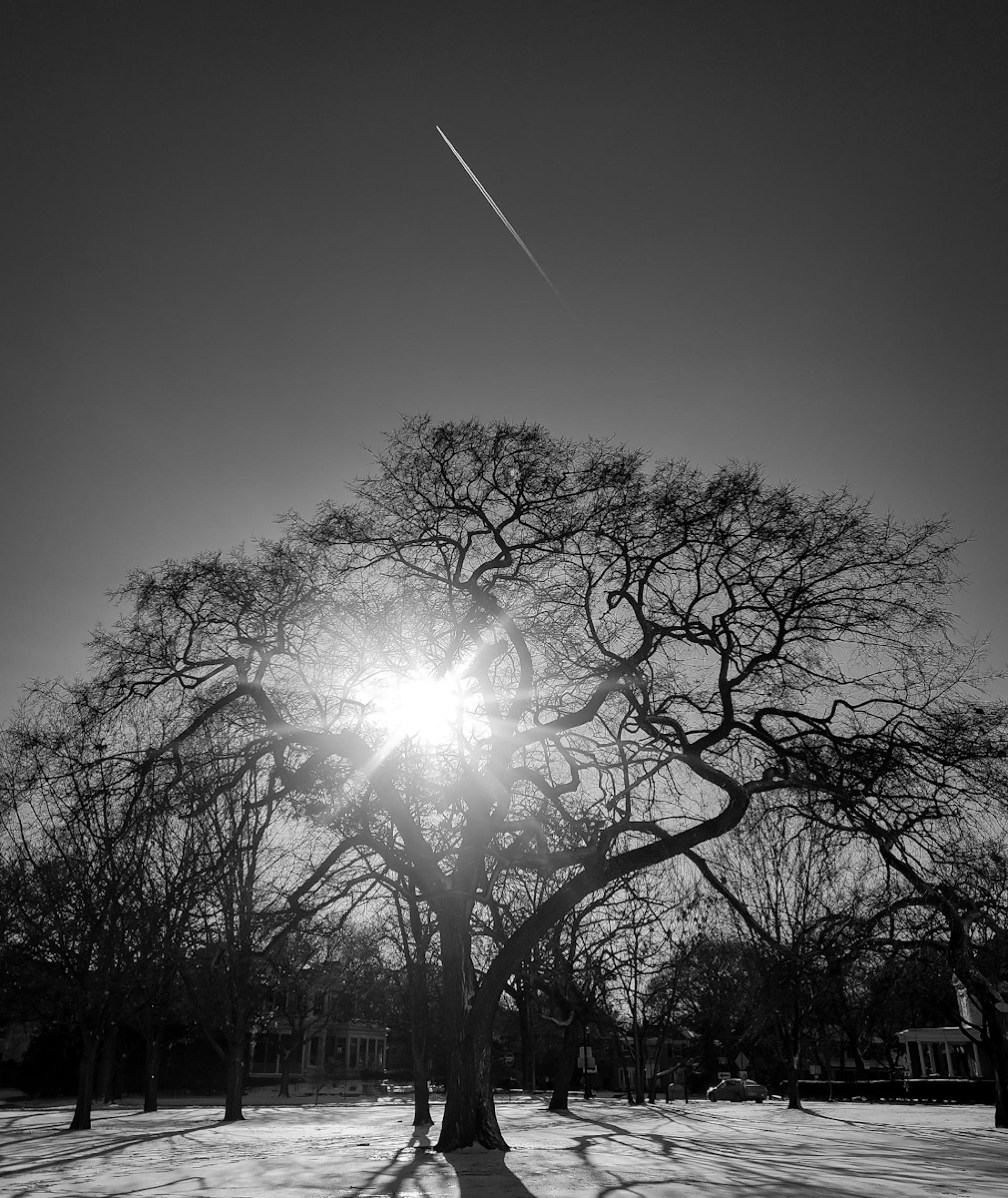 Global Photography Awards Winner - Branches of Light