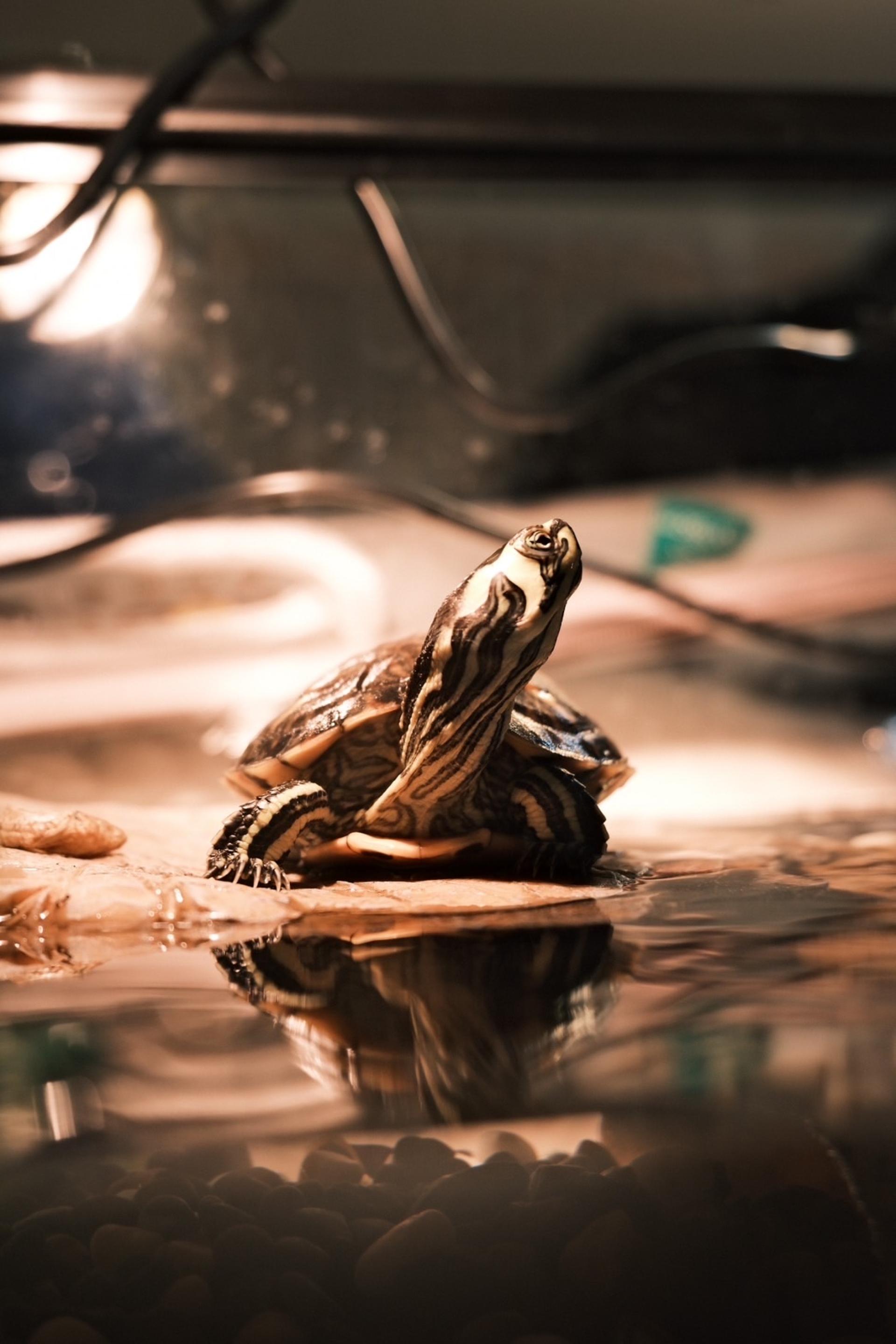 Global Photography Awards Winner - The Turtle and I