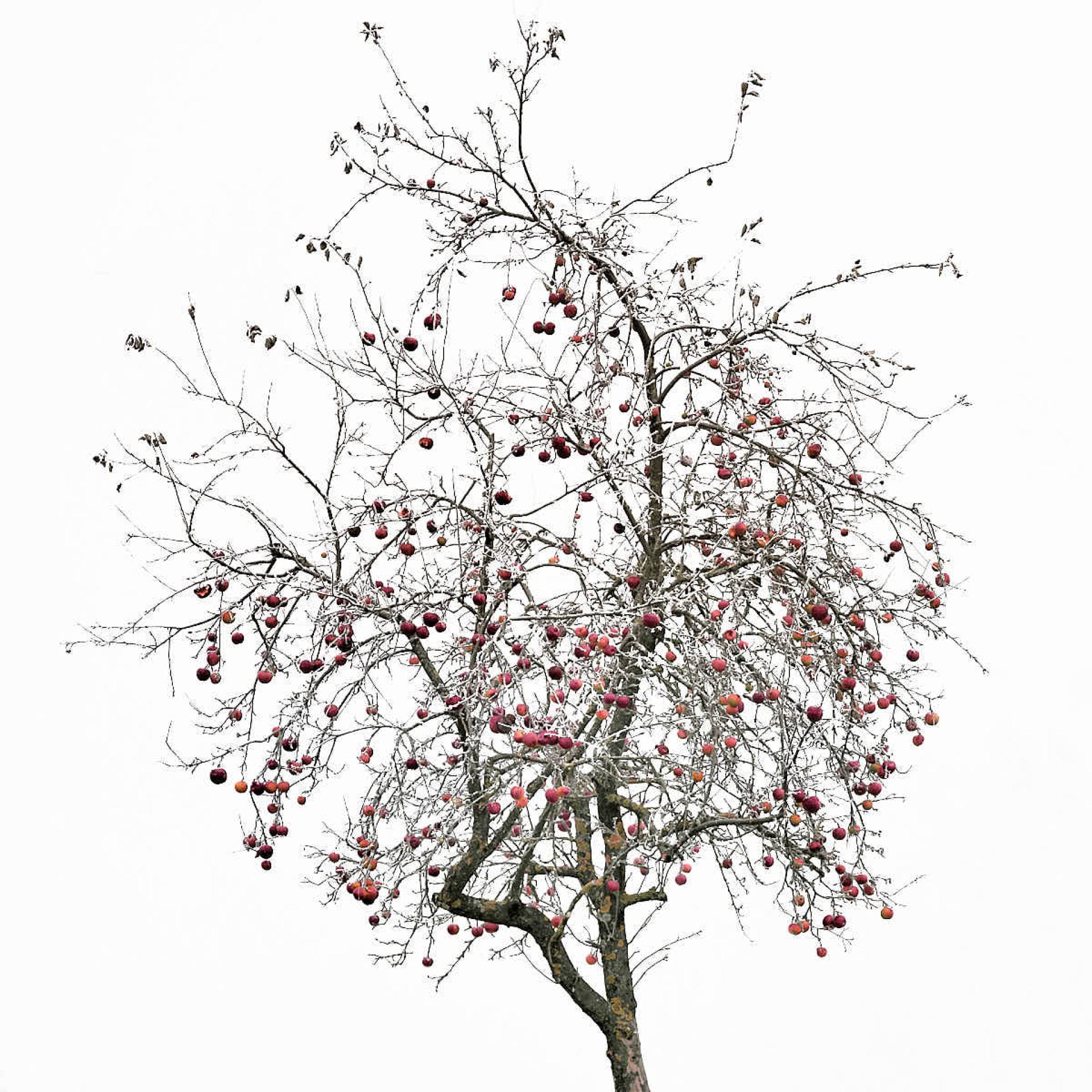 Global Photography Awards Winner - forgotten harvest