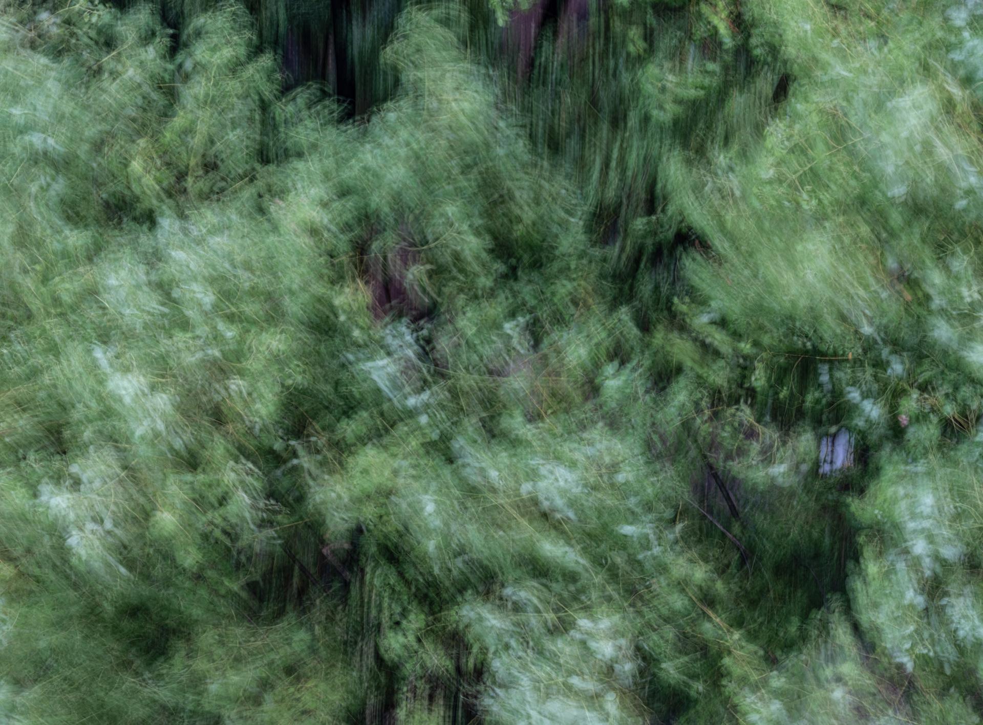 Global Photography Awards Winner - Between Wind and Rain