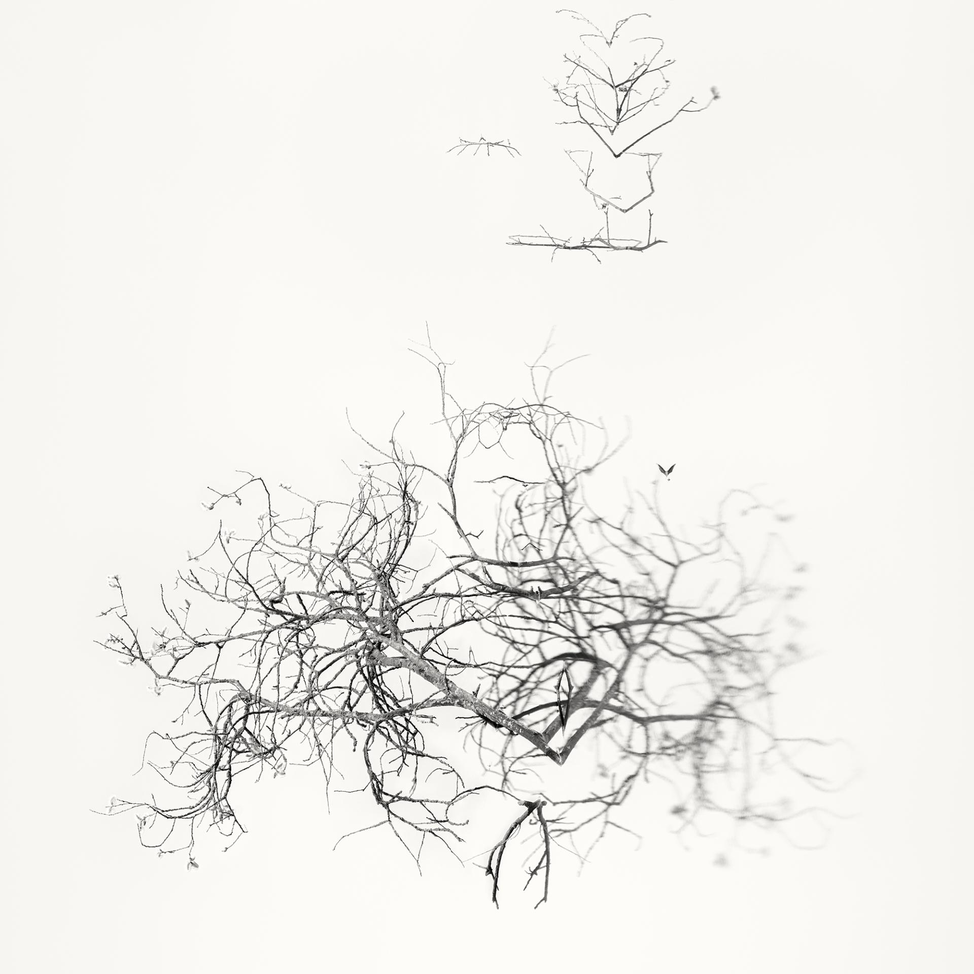 Global Photography Awards Winner - Early Spring. In the Mirror 