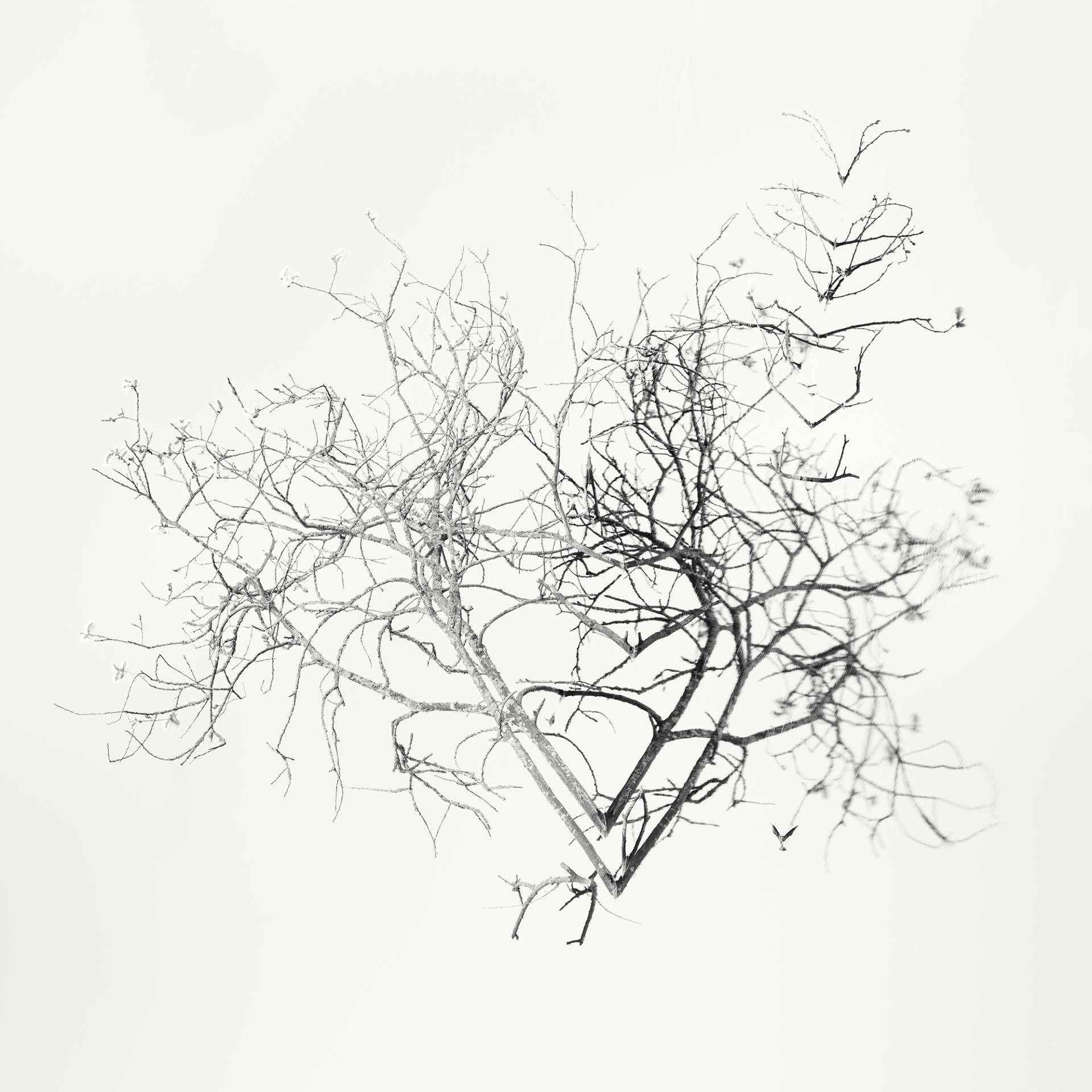 Global Photography Awards Winner - Early Spring. In the Mirror 