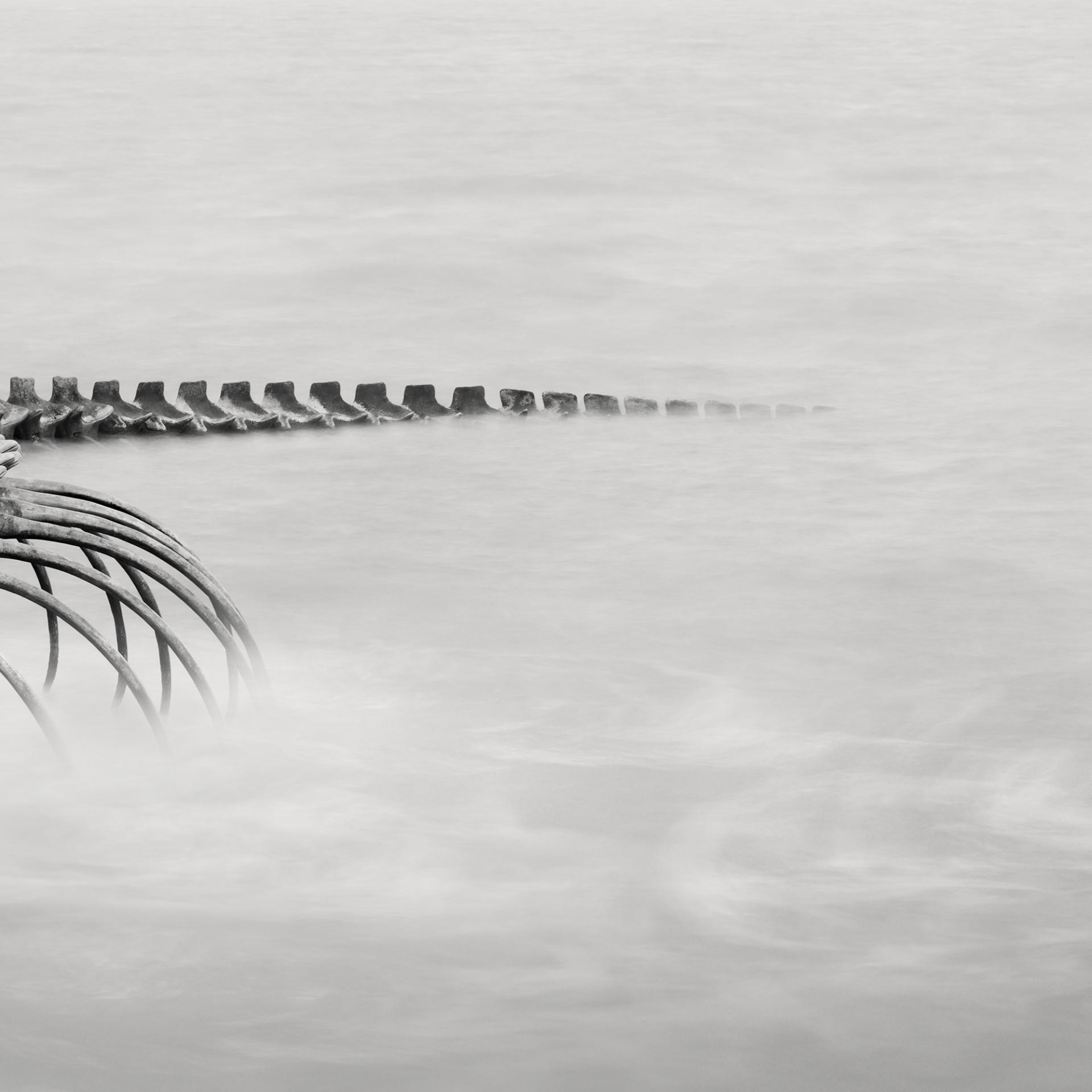 Global Photography Awards Winner - Serpent d’Océan 