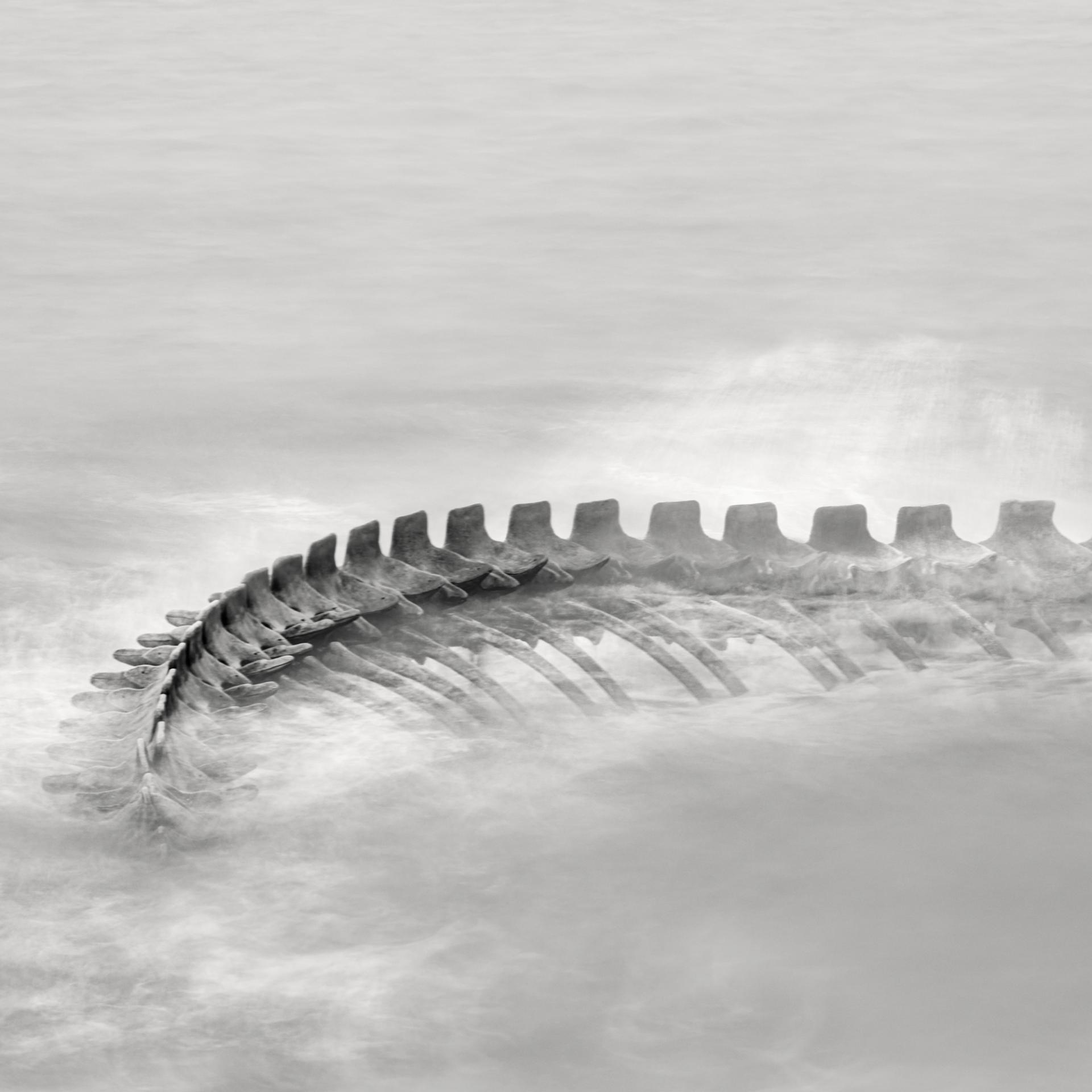 Global Photography Awards Winner - Serpent d’Océan 