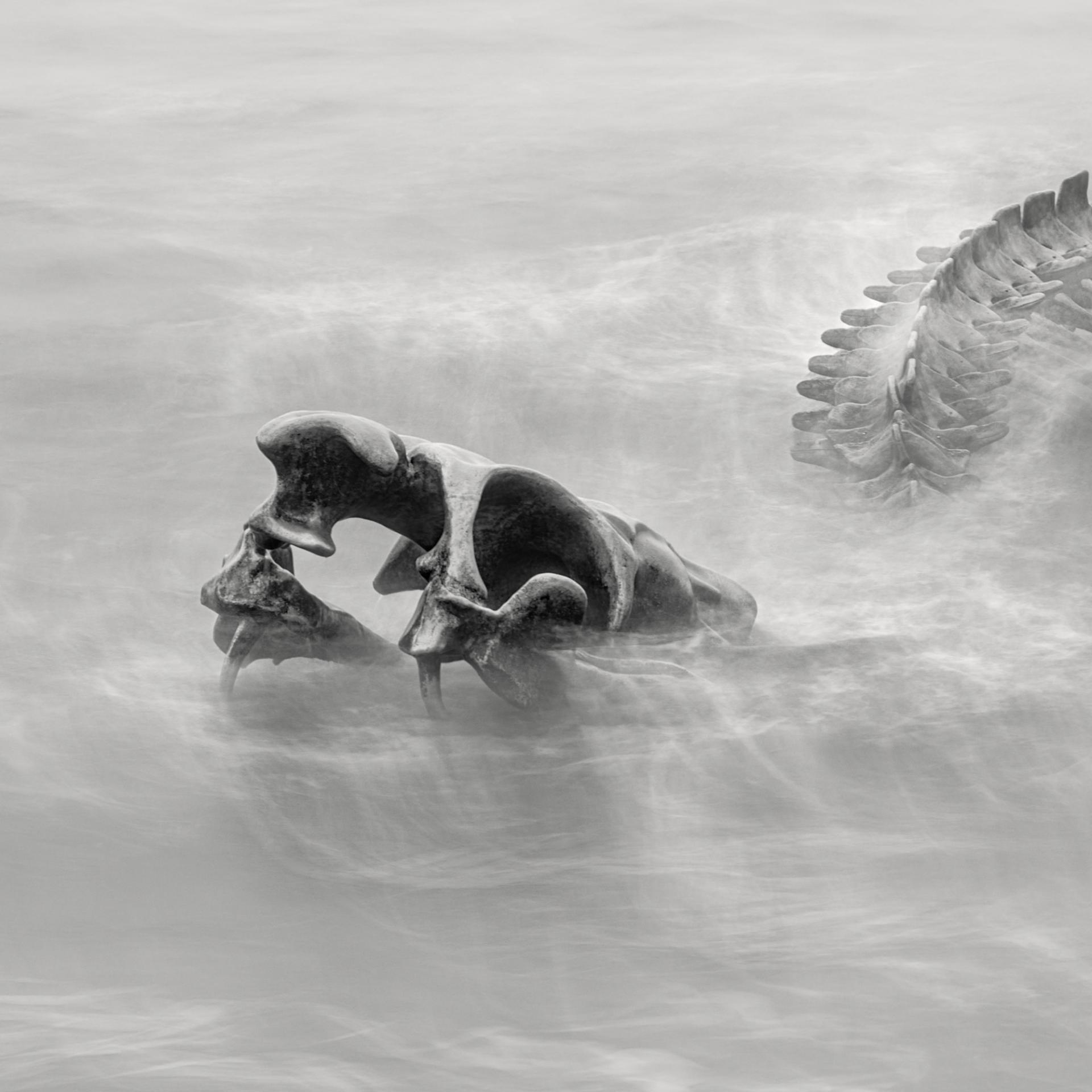 Global Photography Awards Winner - Serpent d’Océan 