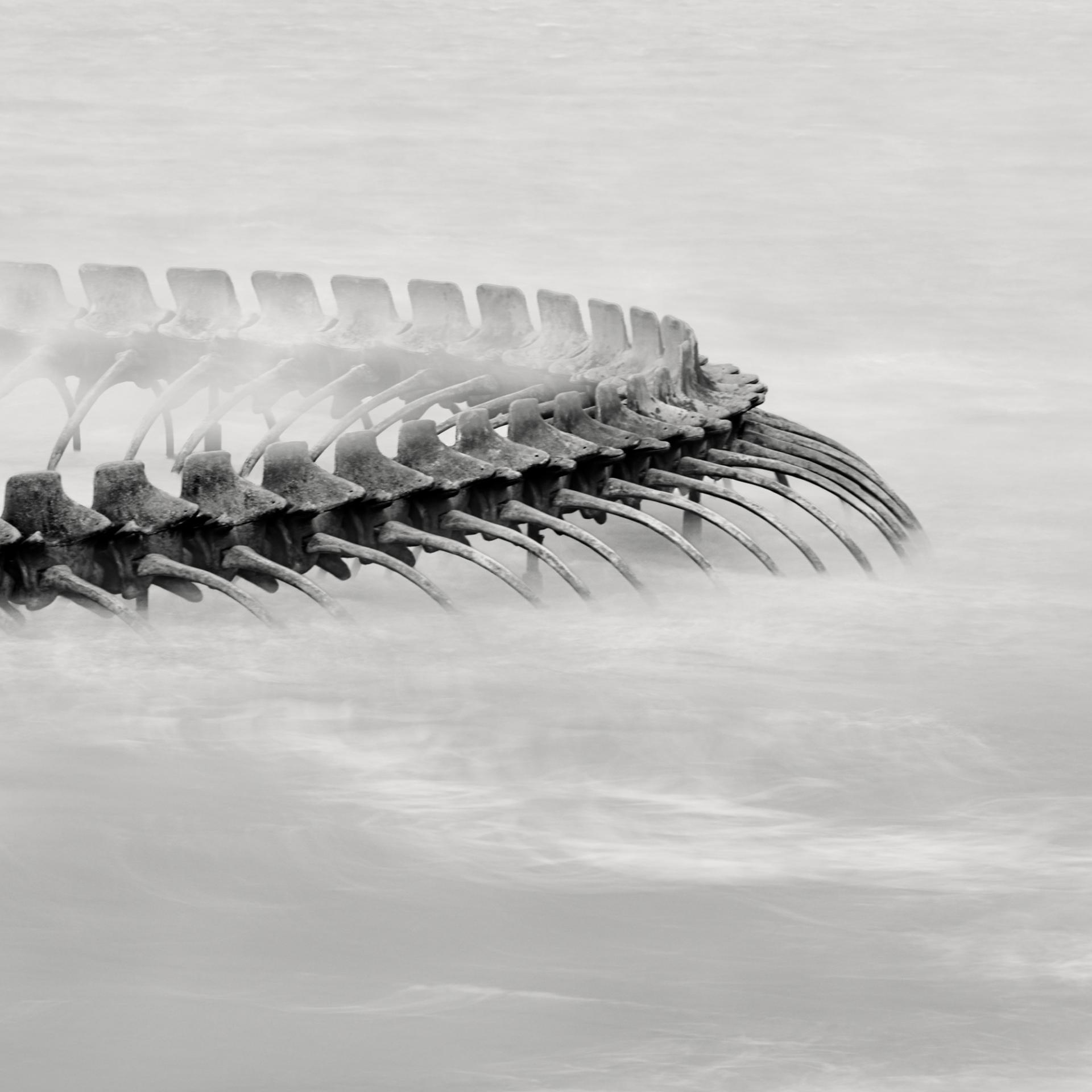 Global Photography Awards Winner - Serpent d’Océan 