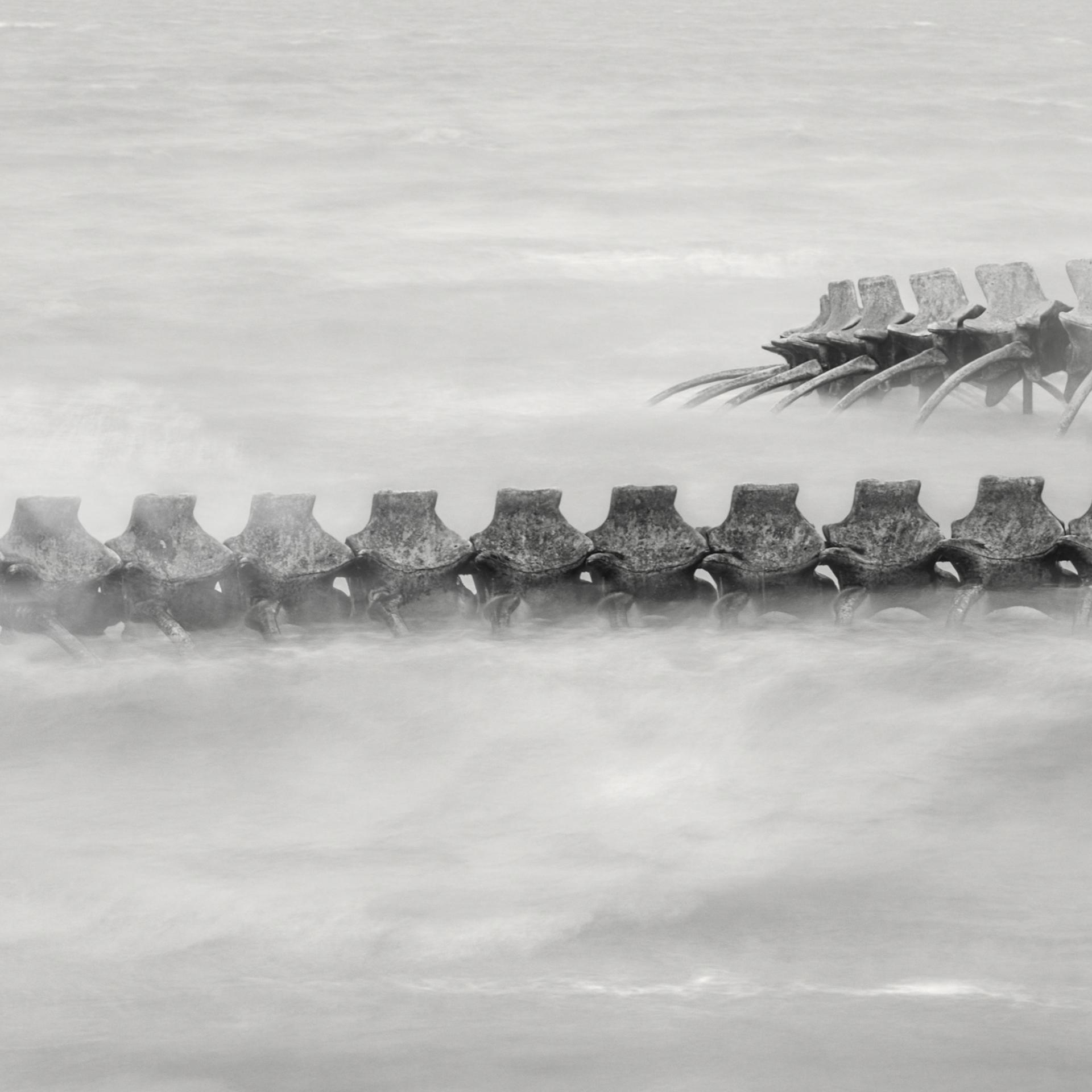 Global Photography Awards Winner - Serpent d’Océan 
