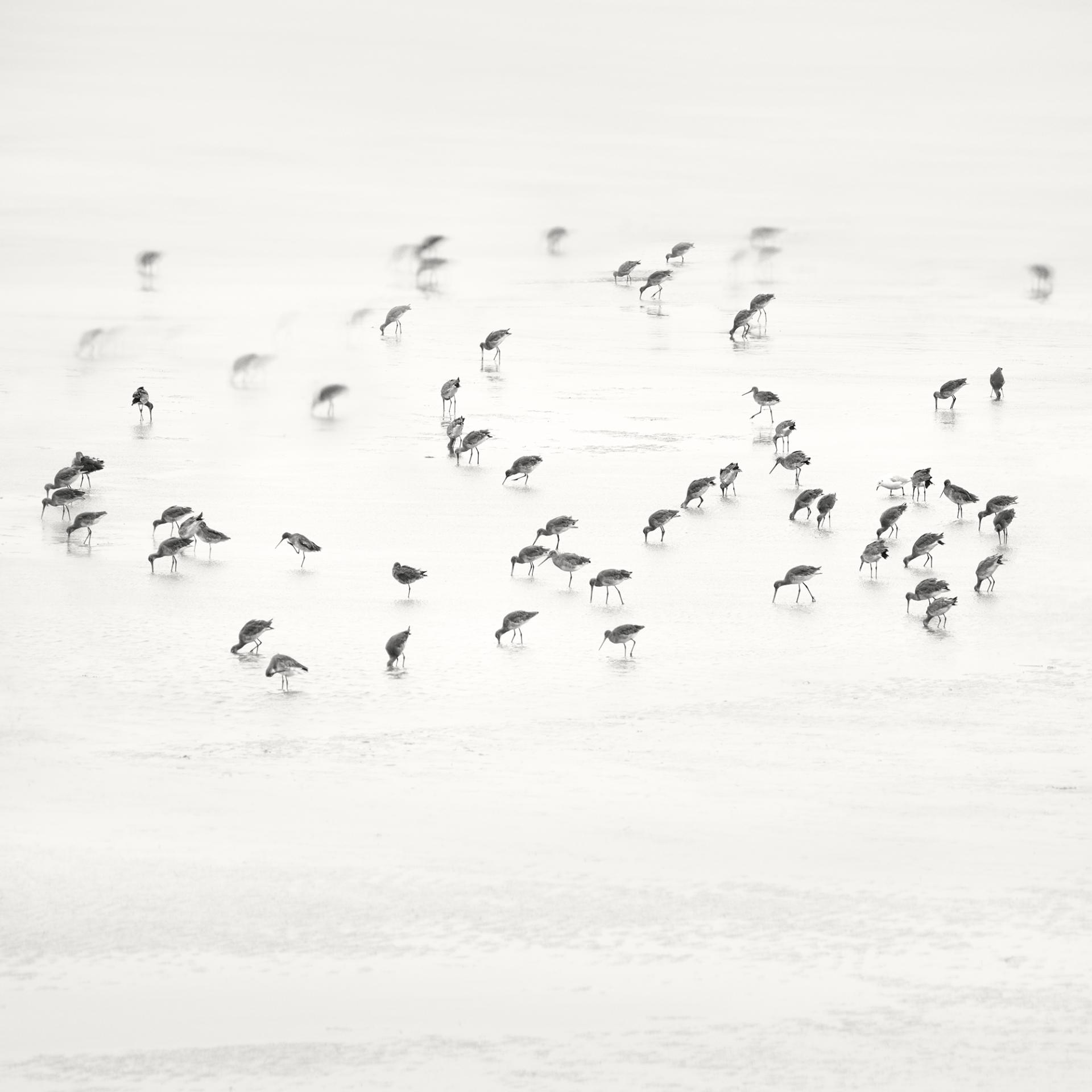 Global Photography Awards Winner - Low Tide. Coastal Birds 