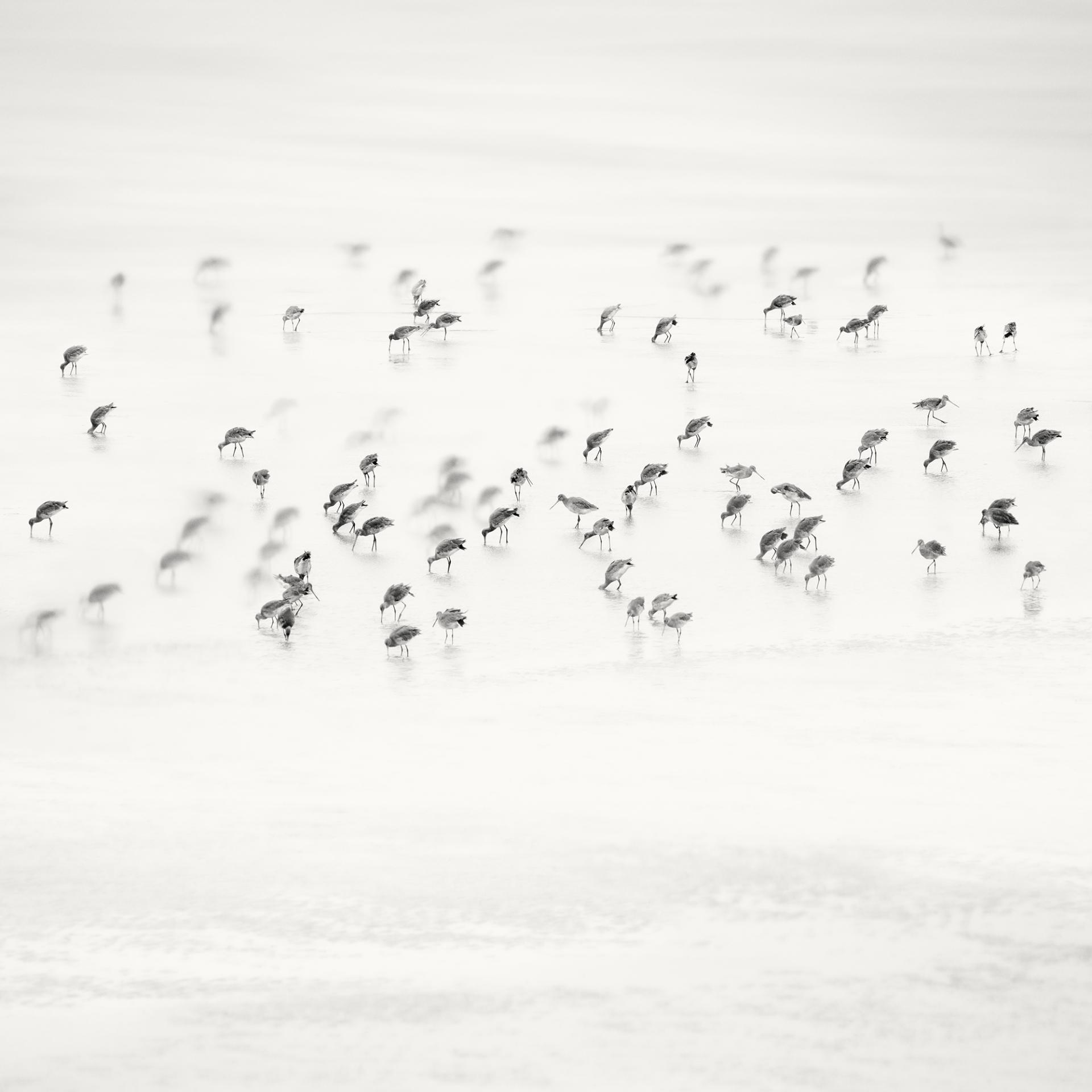 Global Photography Awards Winner - Low Tide. Coastal Birds 